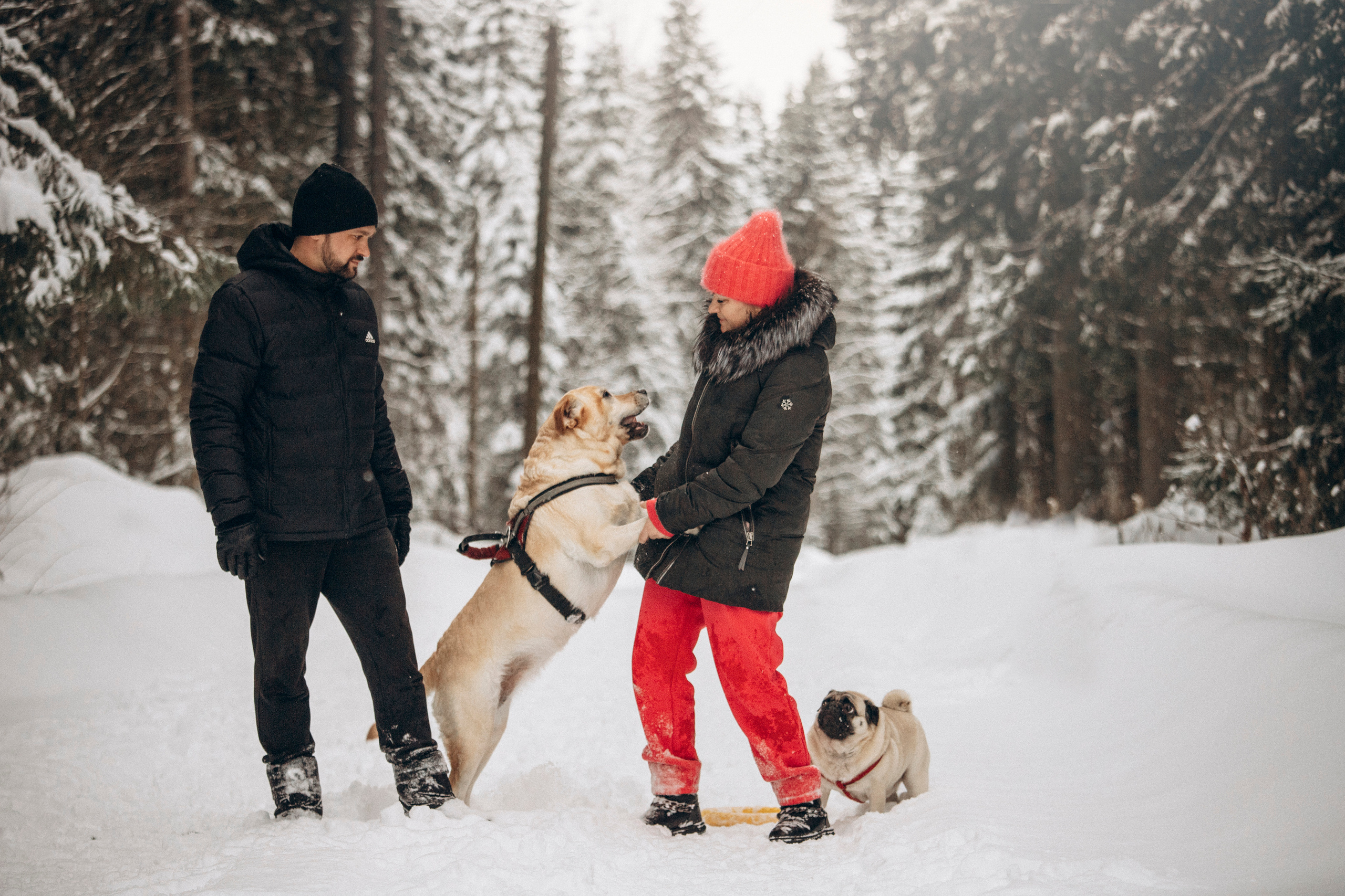 Марго, Степа и их семья. Фотограф — Анималист | Санкт-Петербург