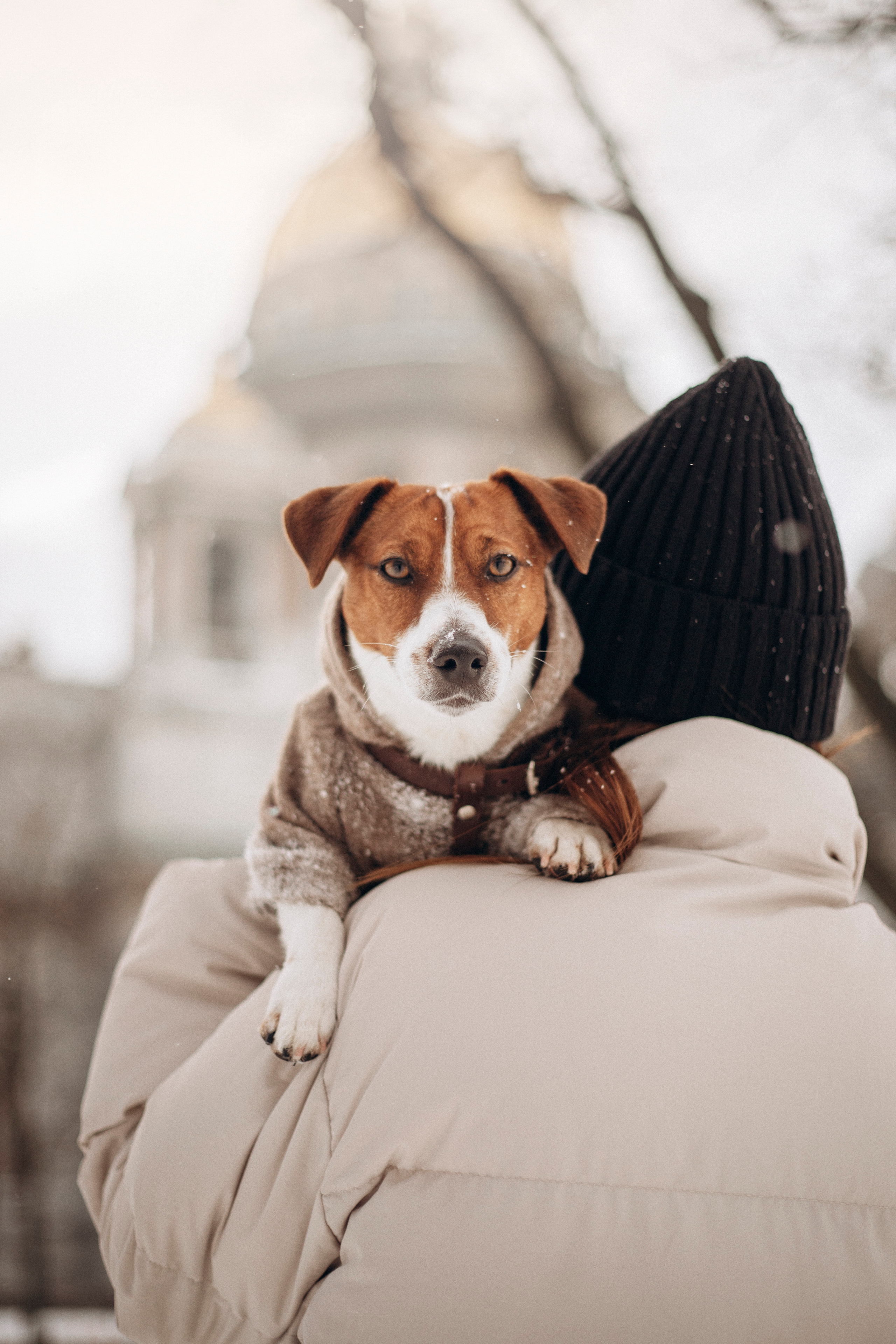 Даша и Бакс. Фотограф — Анималист | Санкт-Петербург
