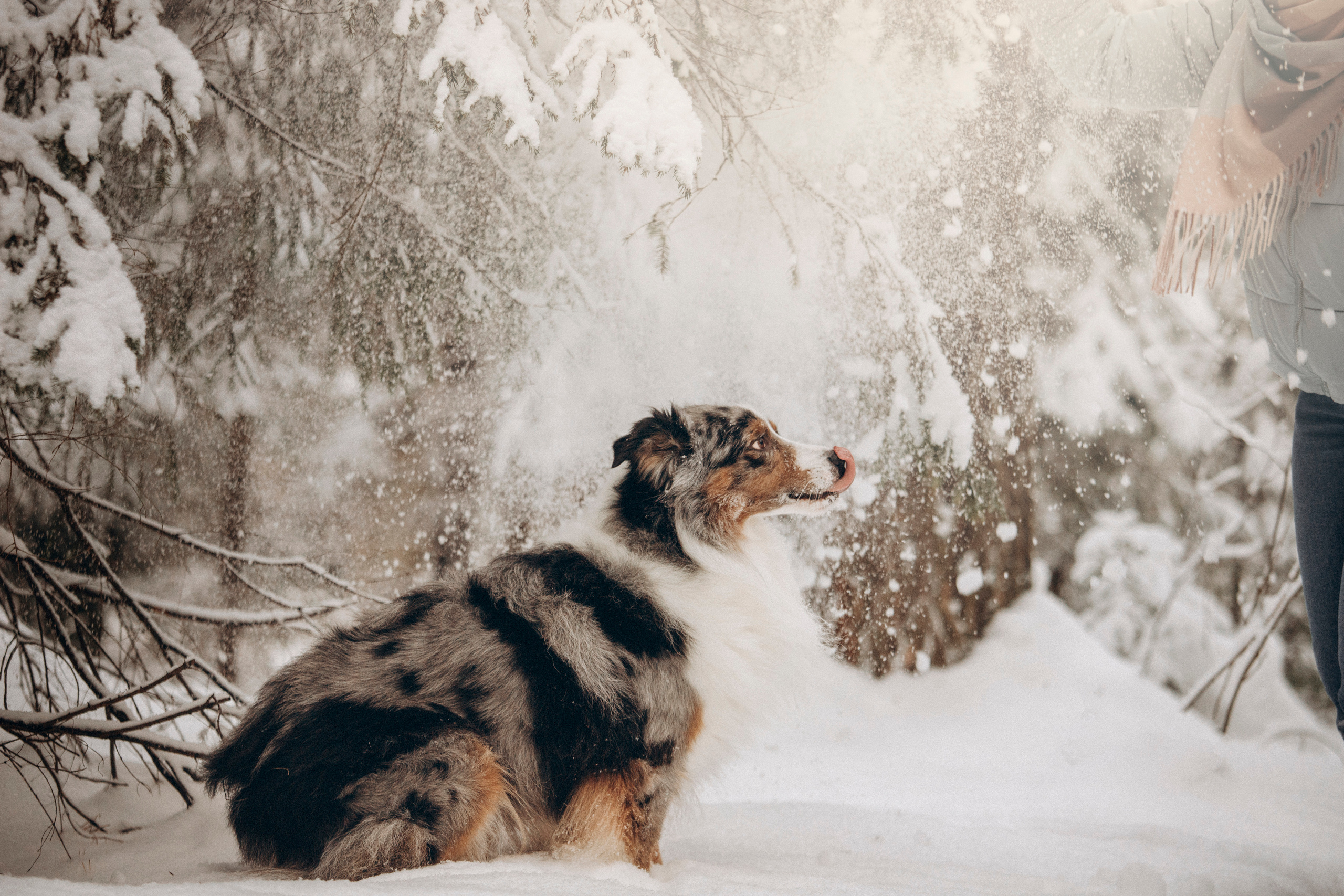 Айк и его семья. Фотограф — Анималист | Санкт-Петербург