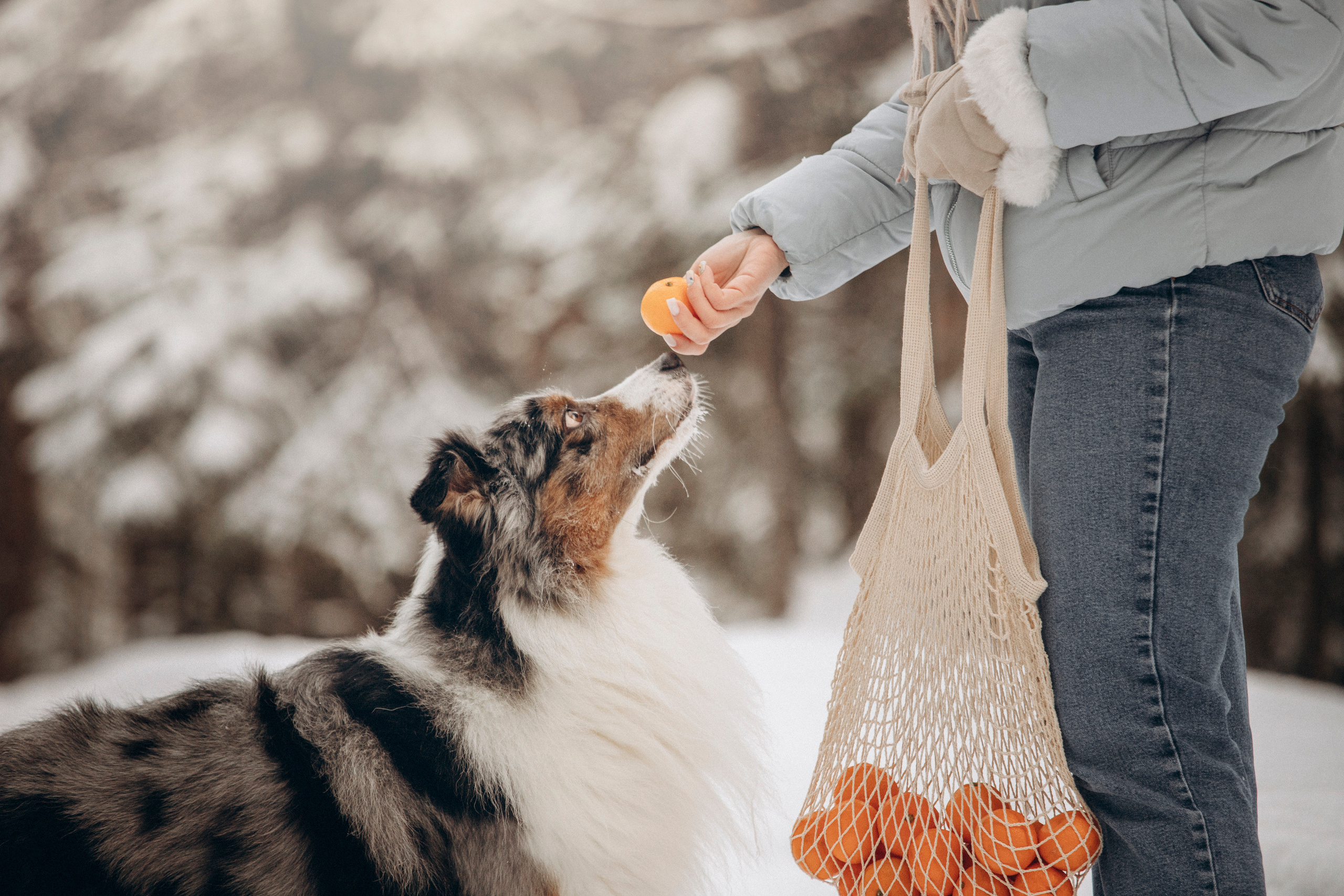 Айк и его семья. Фотограф — Анималист | Санкт-Петербург