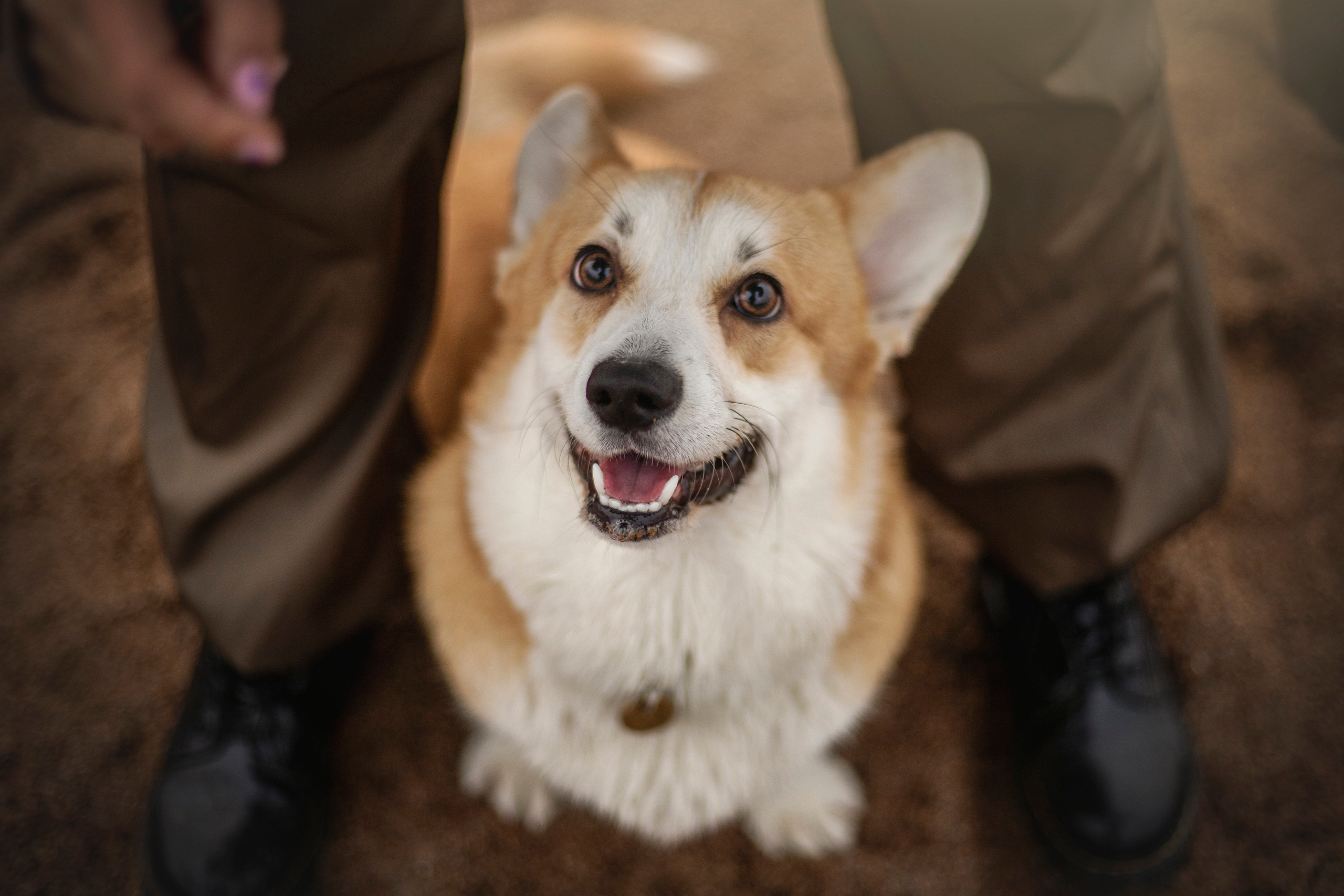 Барни и его семья. Фотограф — Анималист | Санкт-Петербург