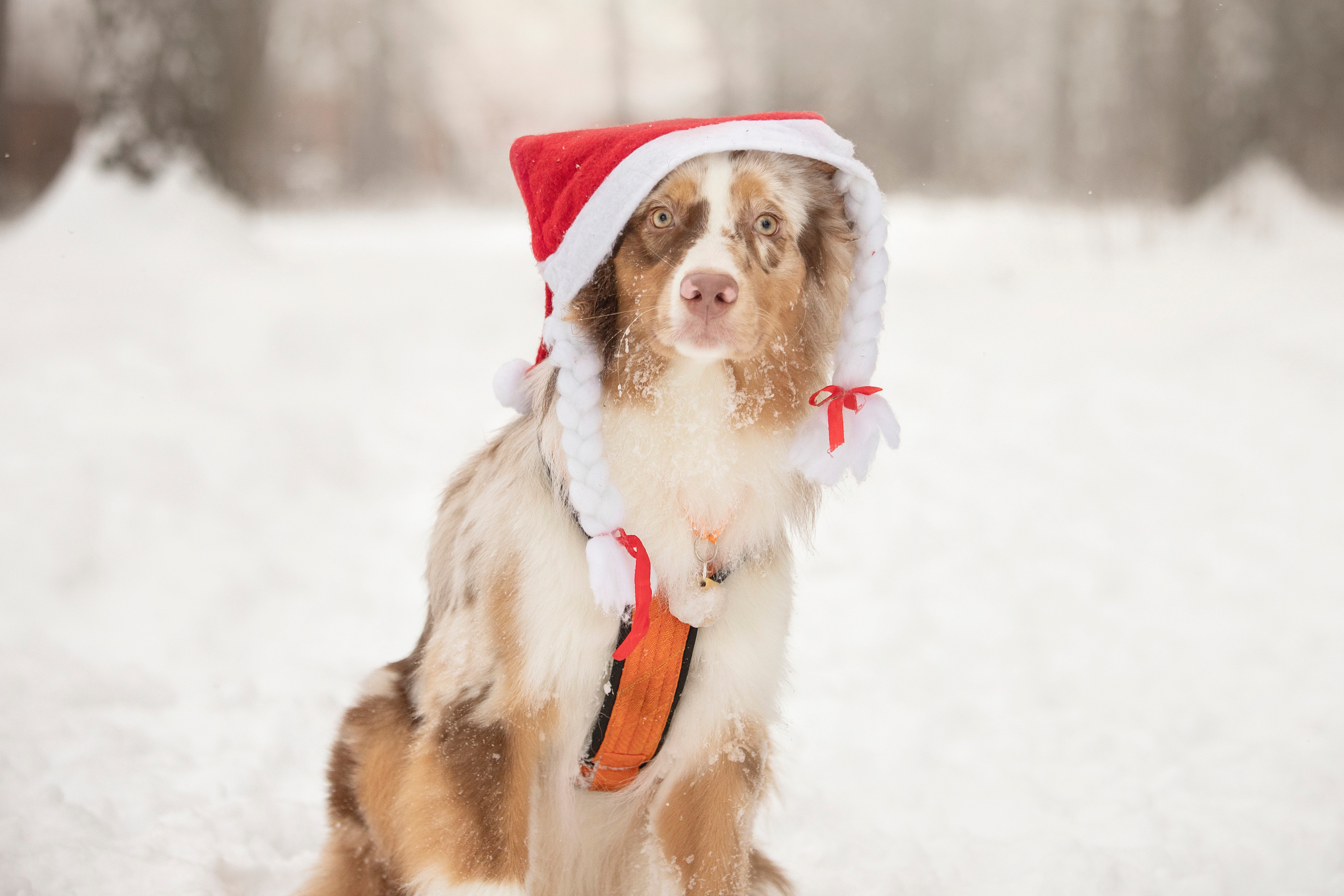 Делик, Скай и их семья. Фотограф — Анималист | Санкт-Петербург