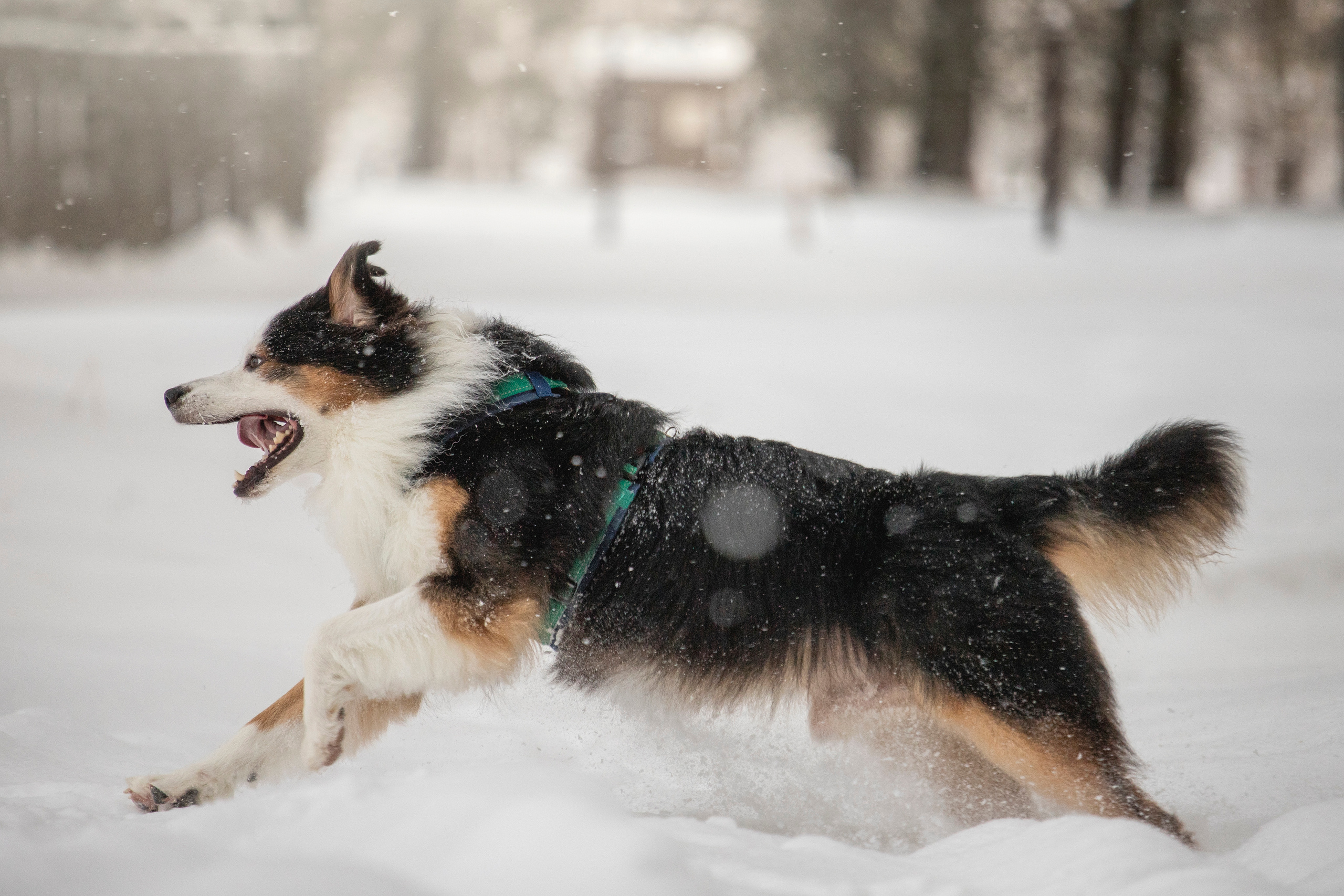 Делик, Скай и их семья. Фотограф — Анималист | Санкт-Петербург