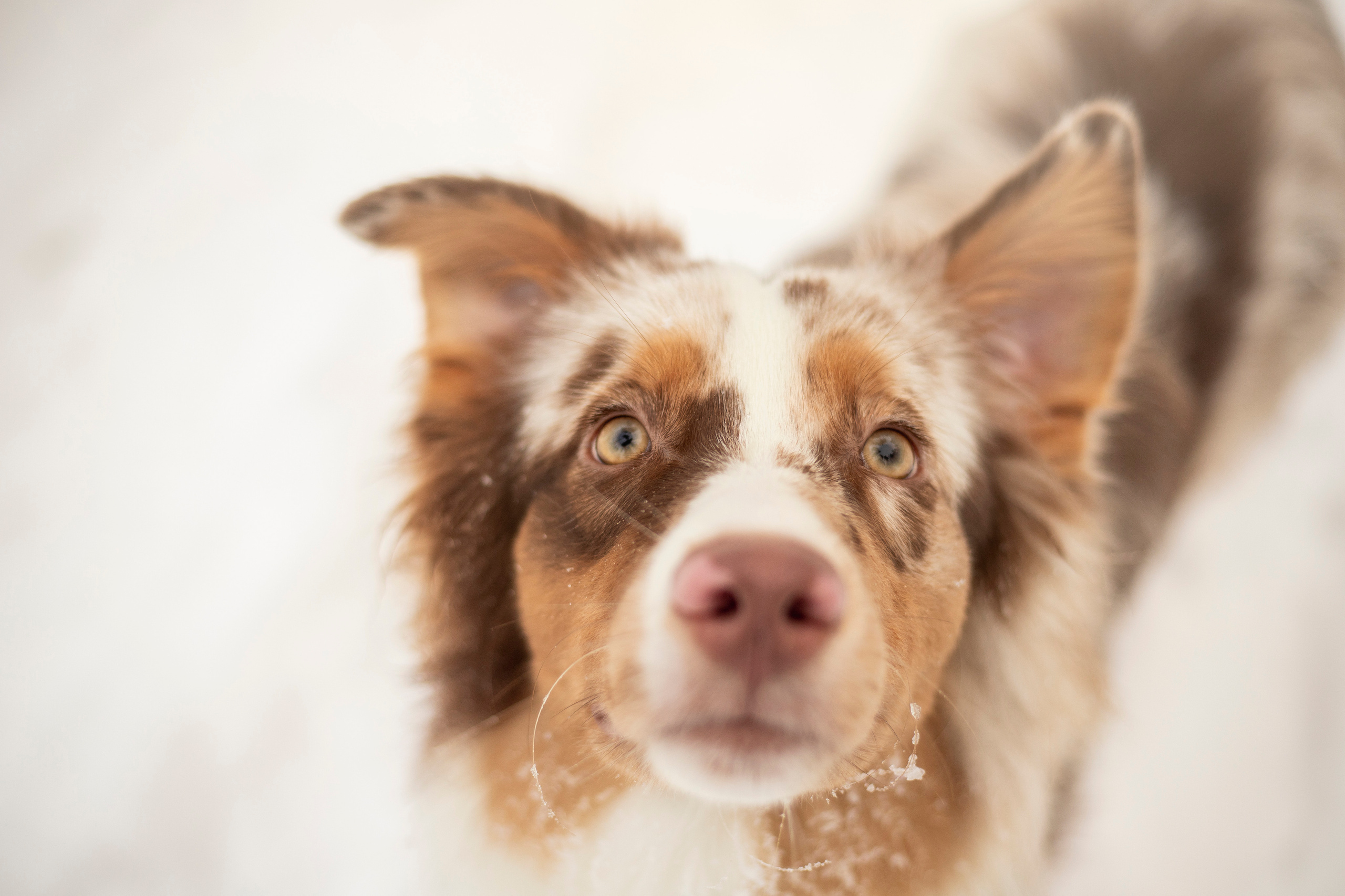 Делик, Скай и их семья. Фотограф — Анималист | Санкт-Петербург