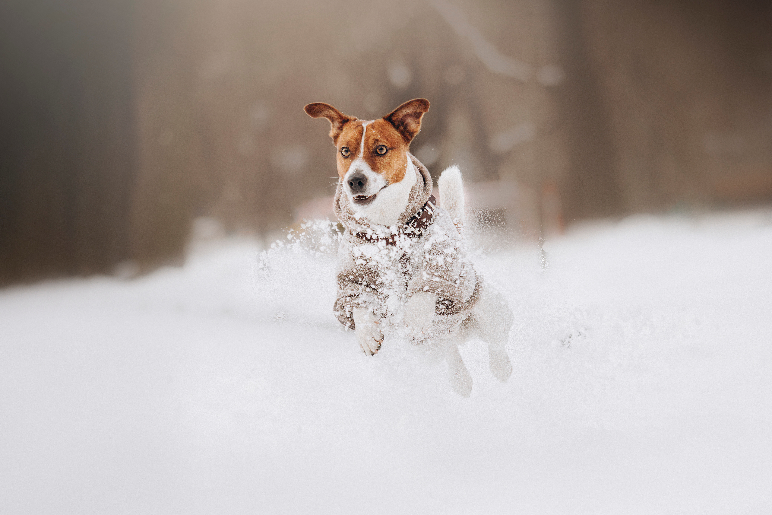 Даша и Бакс. Фотограф — Анималист | Санкт-Петербург