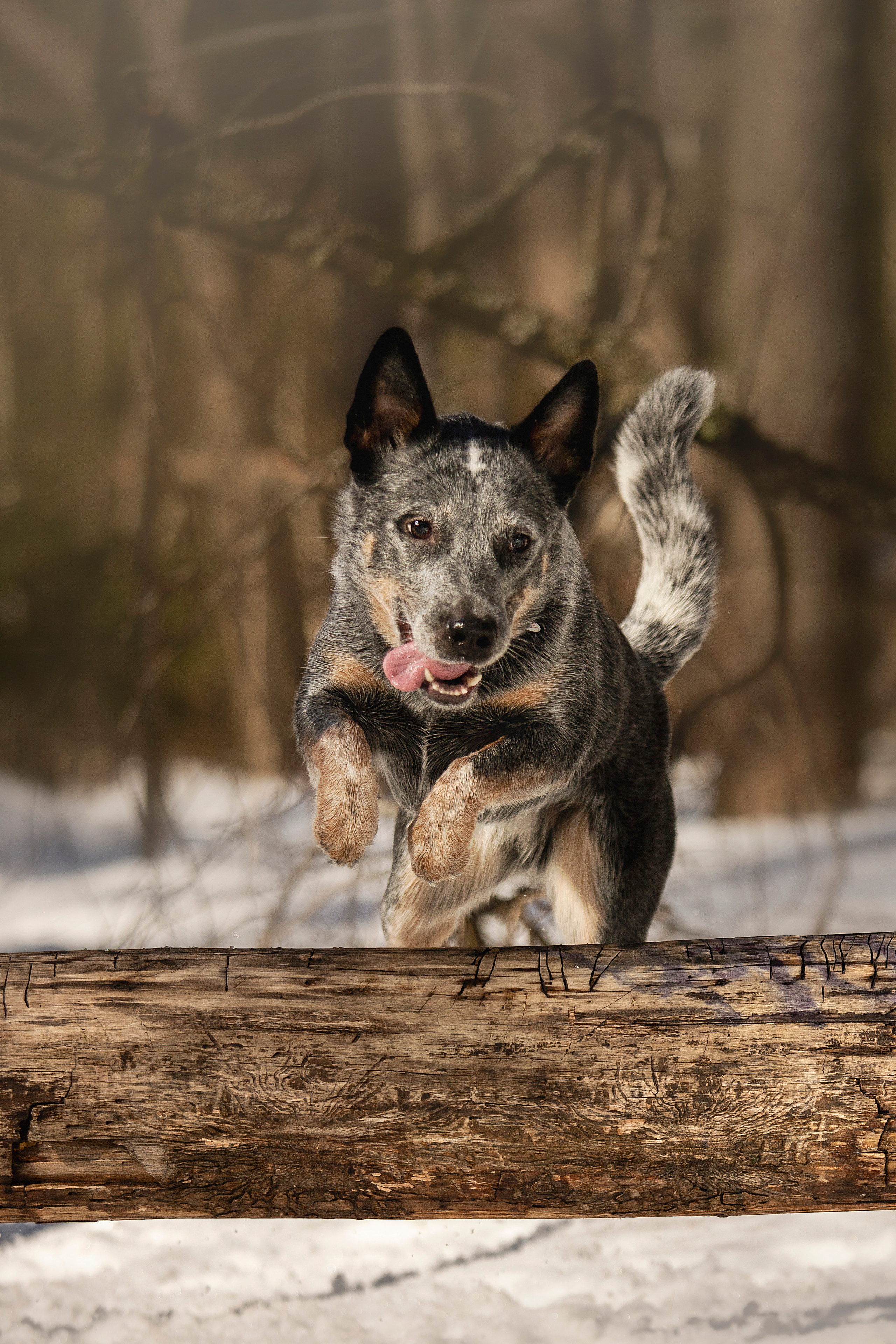 Оля и Мотя. Фотограф — Анималист | Санкт-Петербург