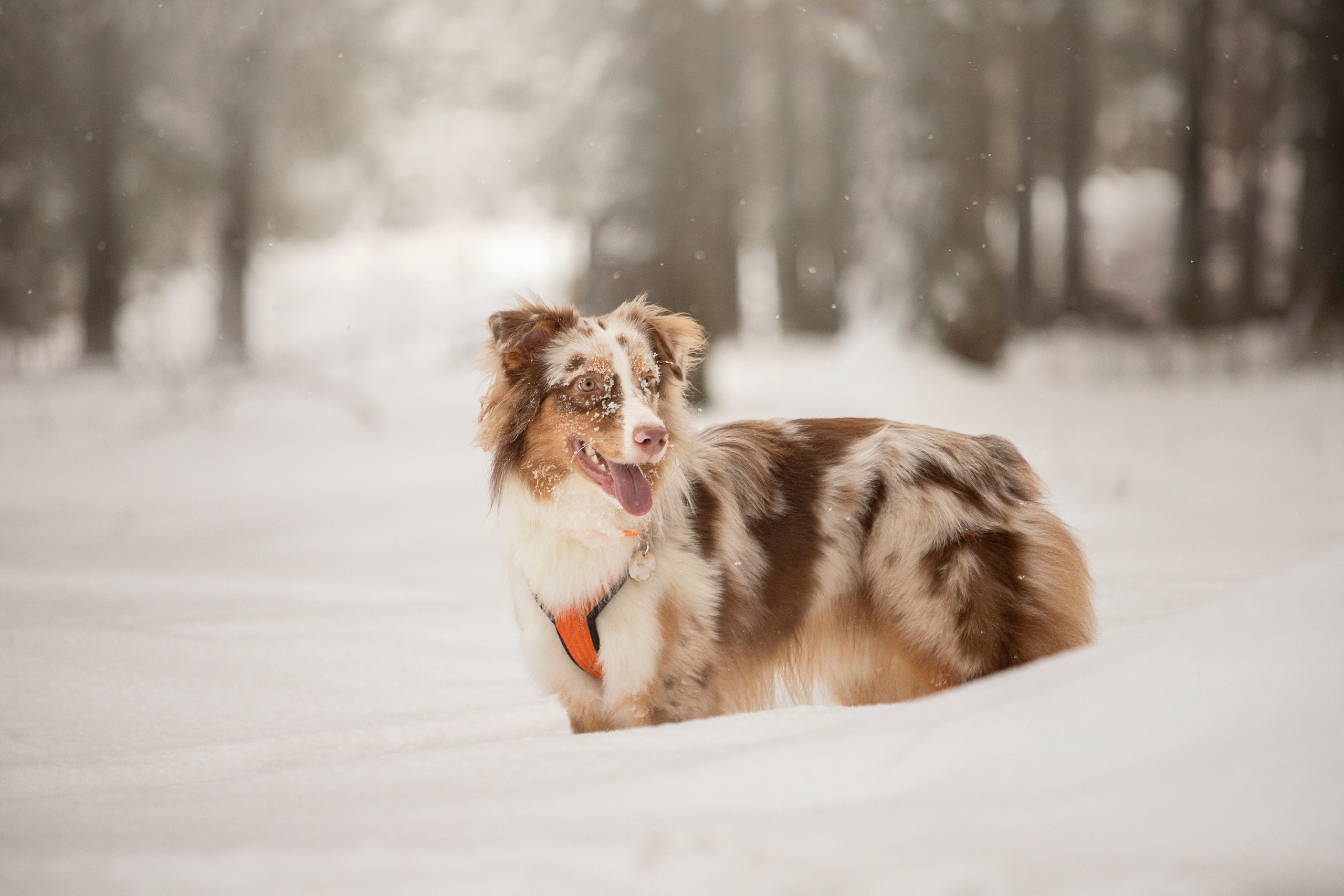 Делик, Скай и их семья. Фотограф — Анималист | Санкт-Петербург