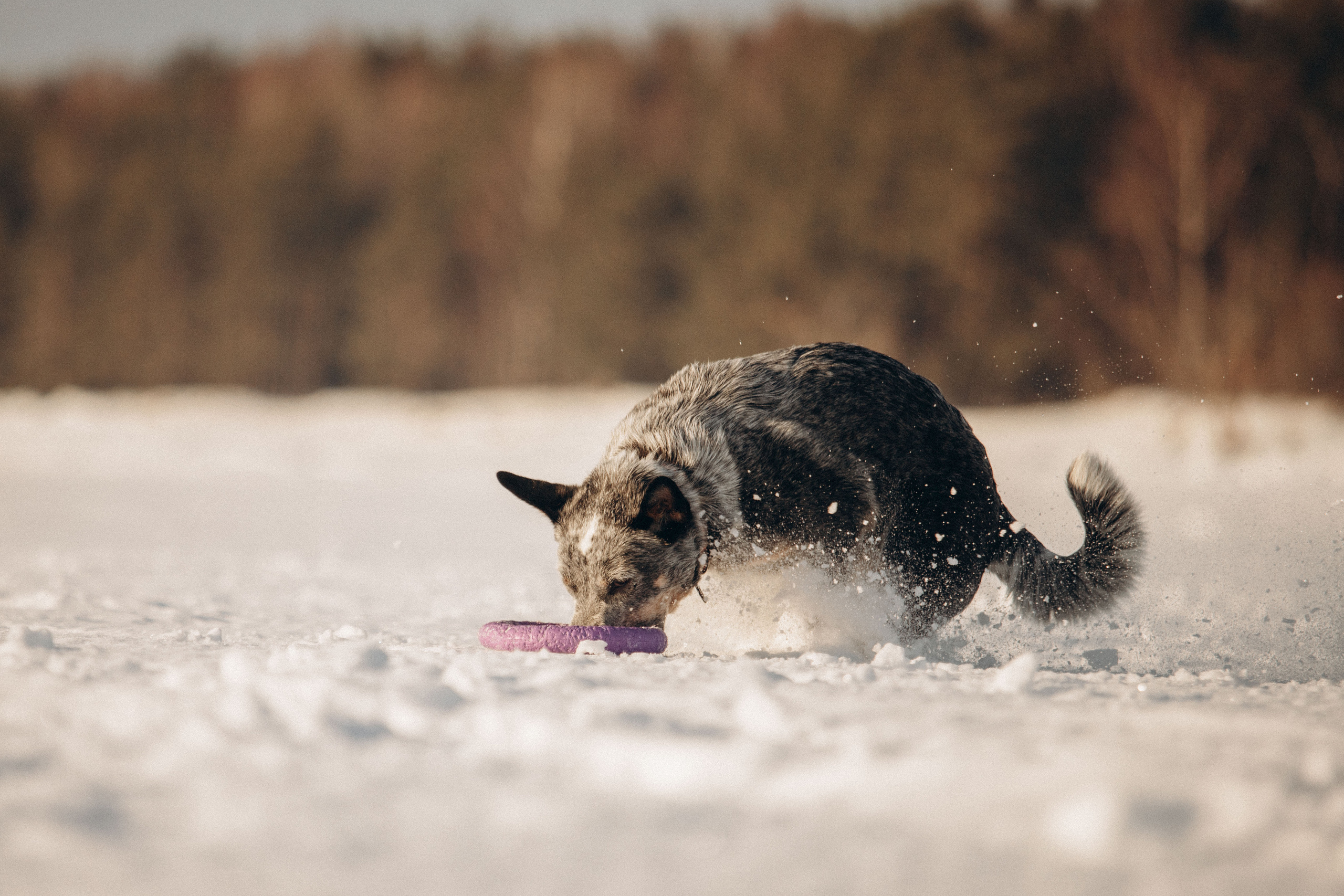 Оля и Мотя. Фотограф — Анималист | Санкт-Петербург