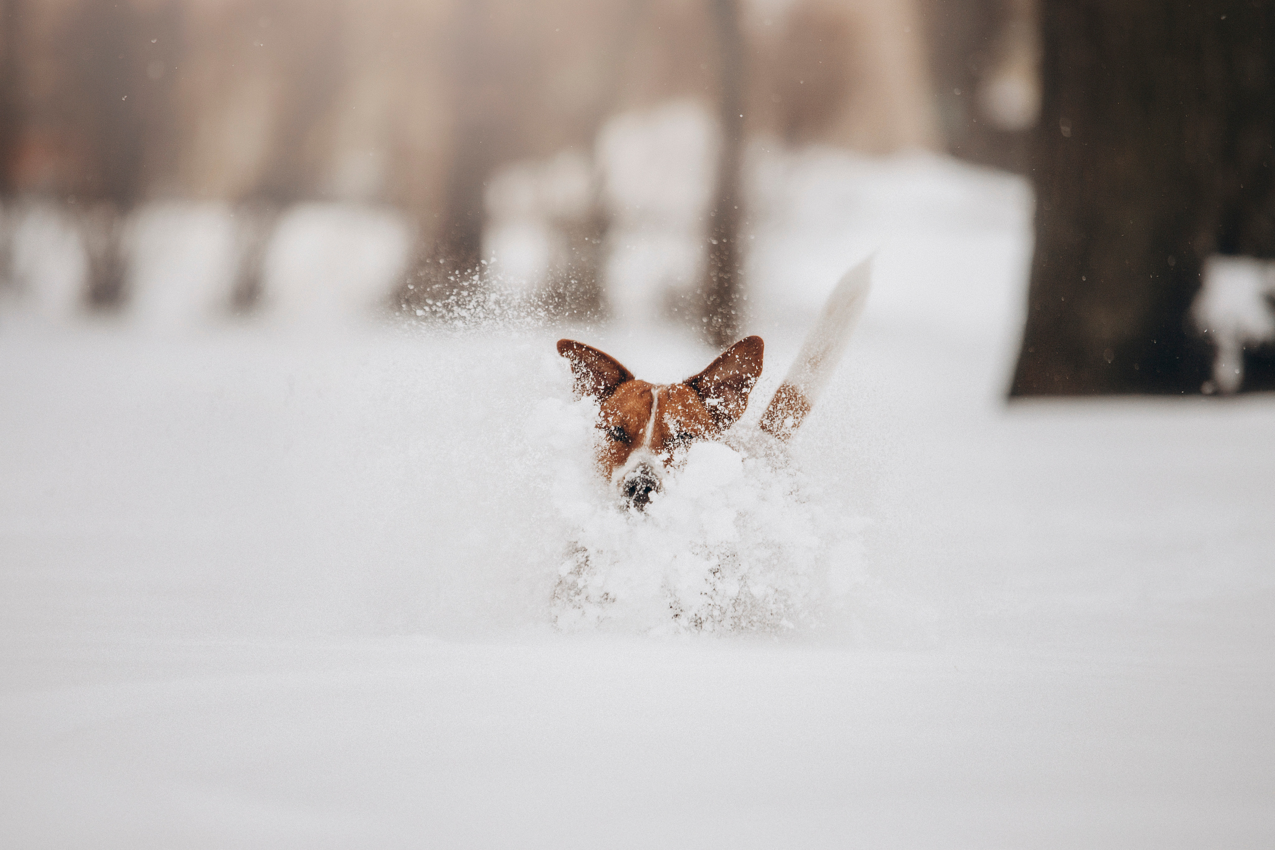 Даша и Бакс. Фотограф — Анималист | Санкт-Петербург