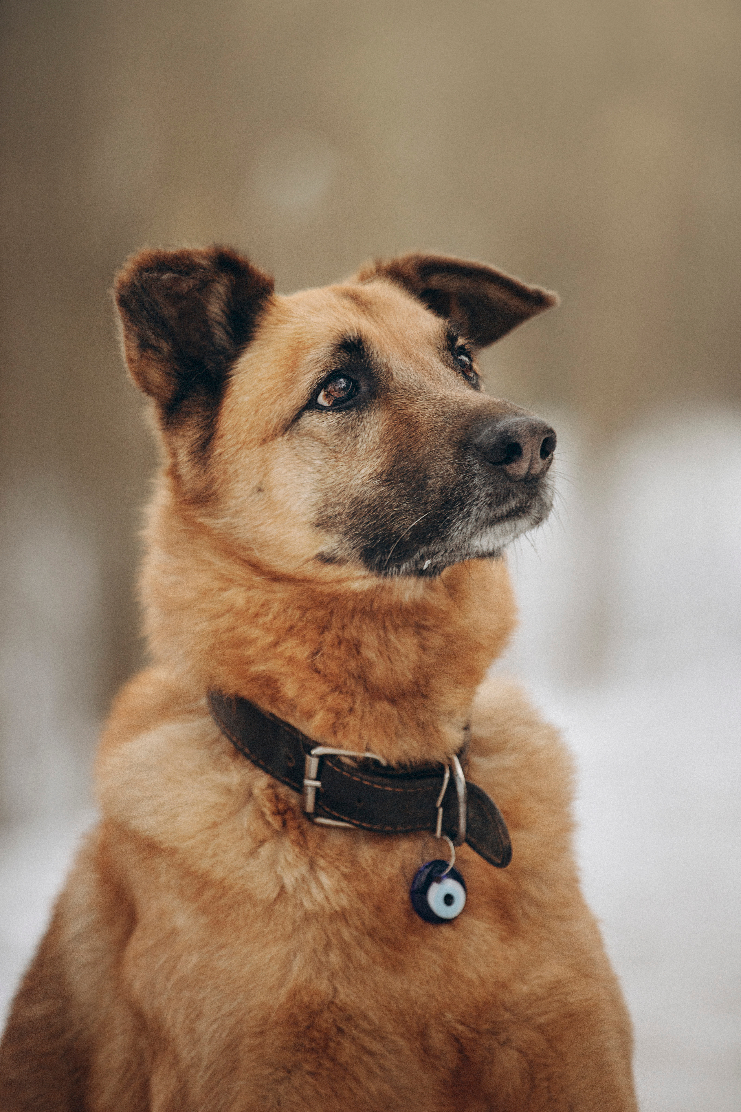 Олеся и Бу. Фотограф — Анималист | Санкт-Петербург