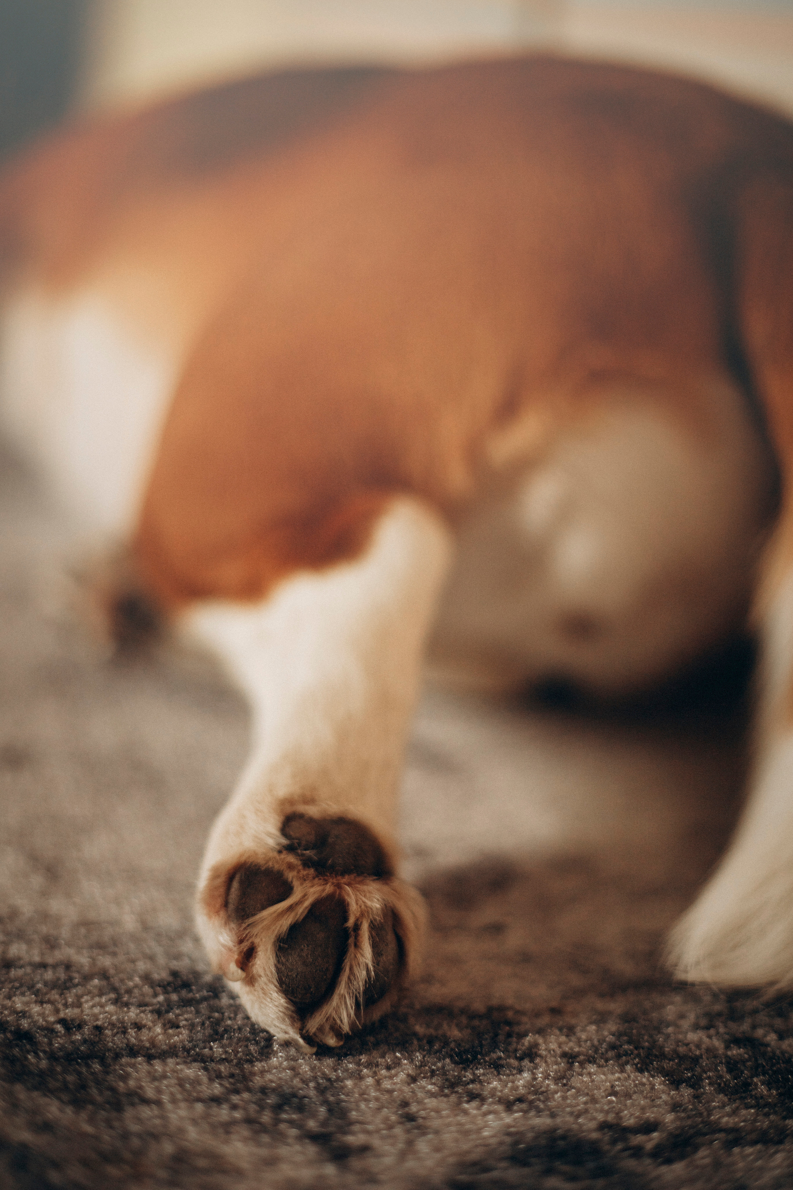 Полина и Бетти. Фотограф — Анималист | Санкт-Петербург