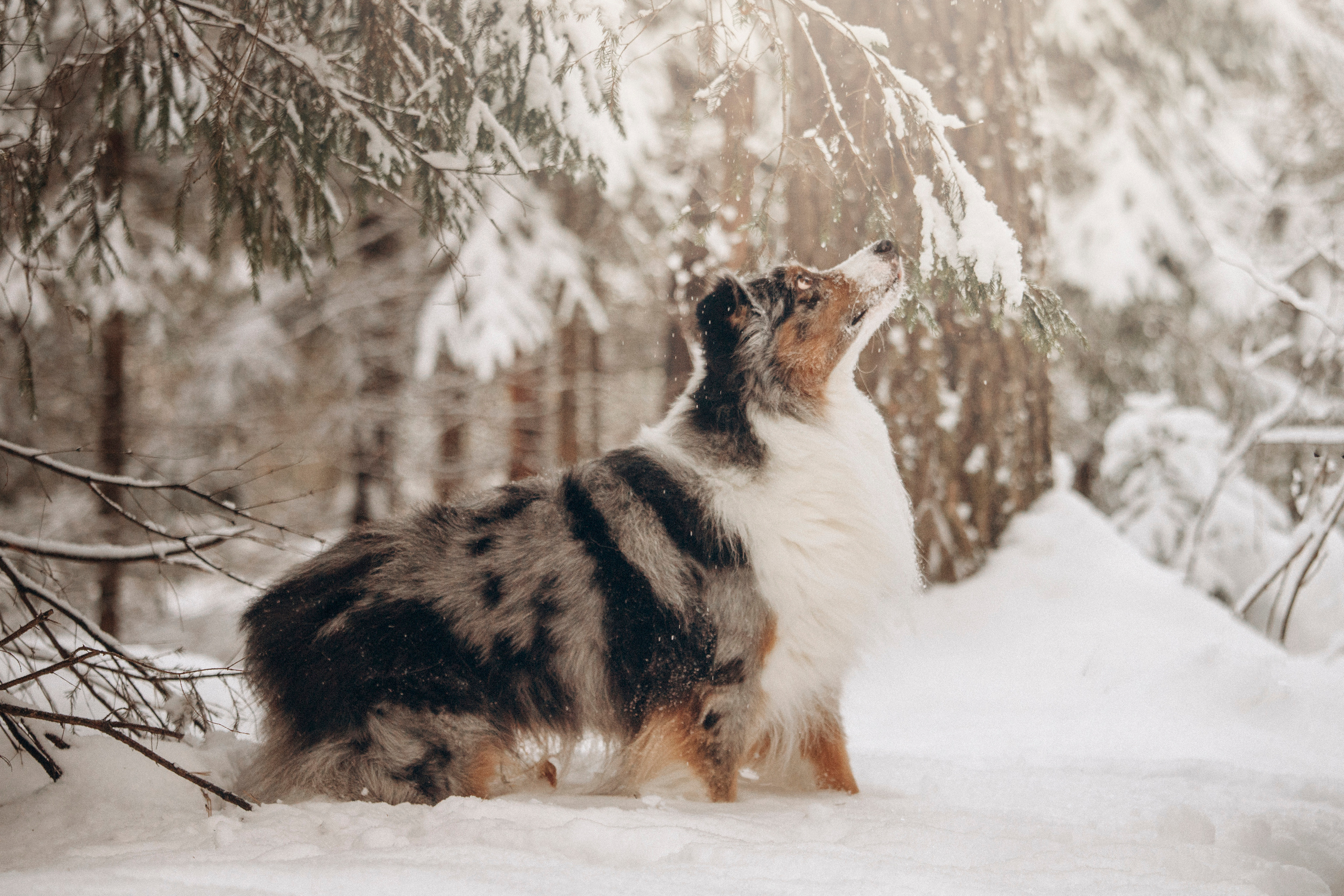Айк и его семья. Фотограф — Анималист | Санкт-Петербург