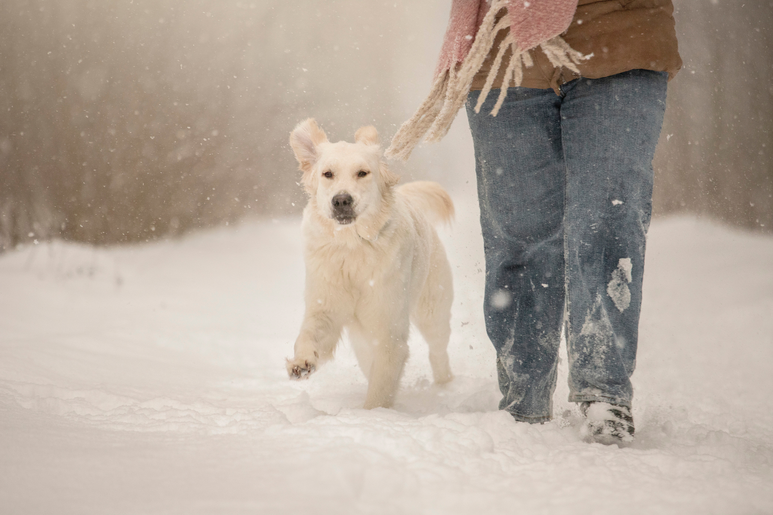 Милка и ее семья. Фотограф — Анималист | Санкт-Петербург