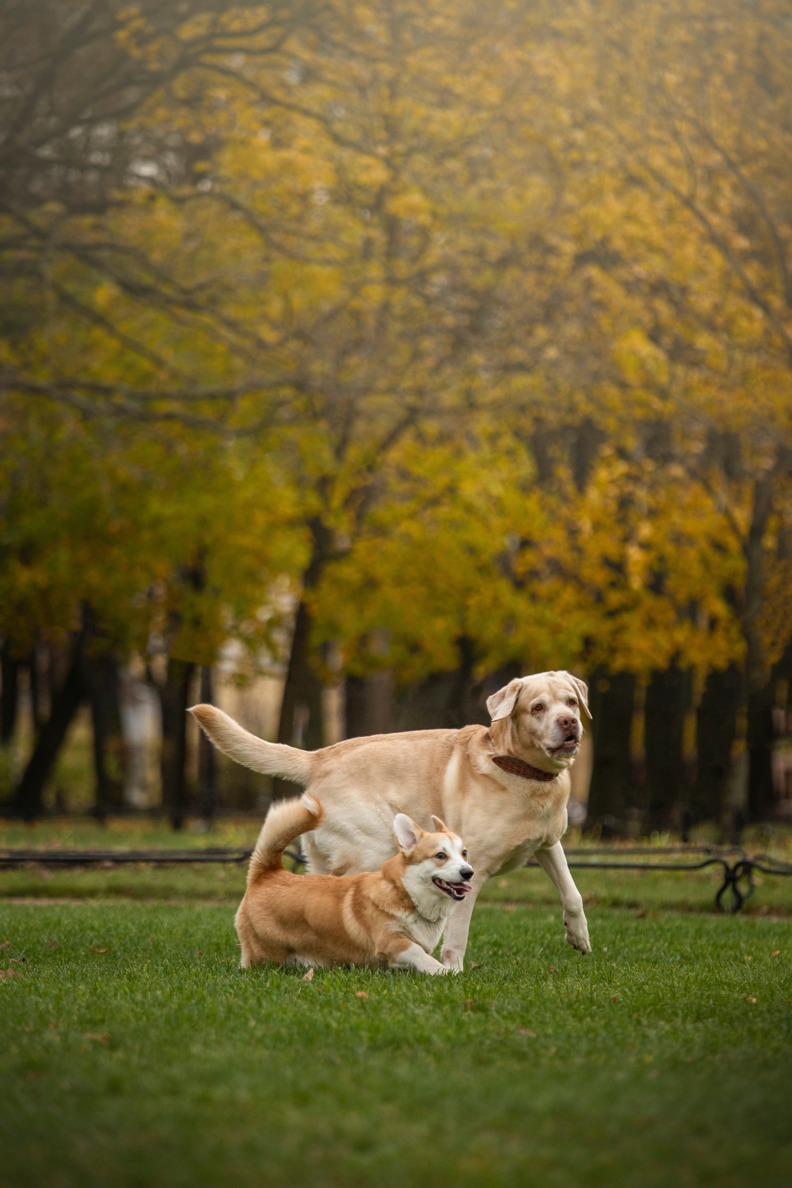 Барни и его семья. Фотограф — Анималист | Санкт-Петербург