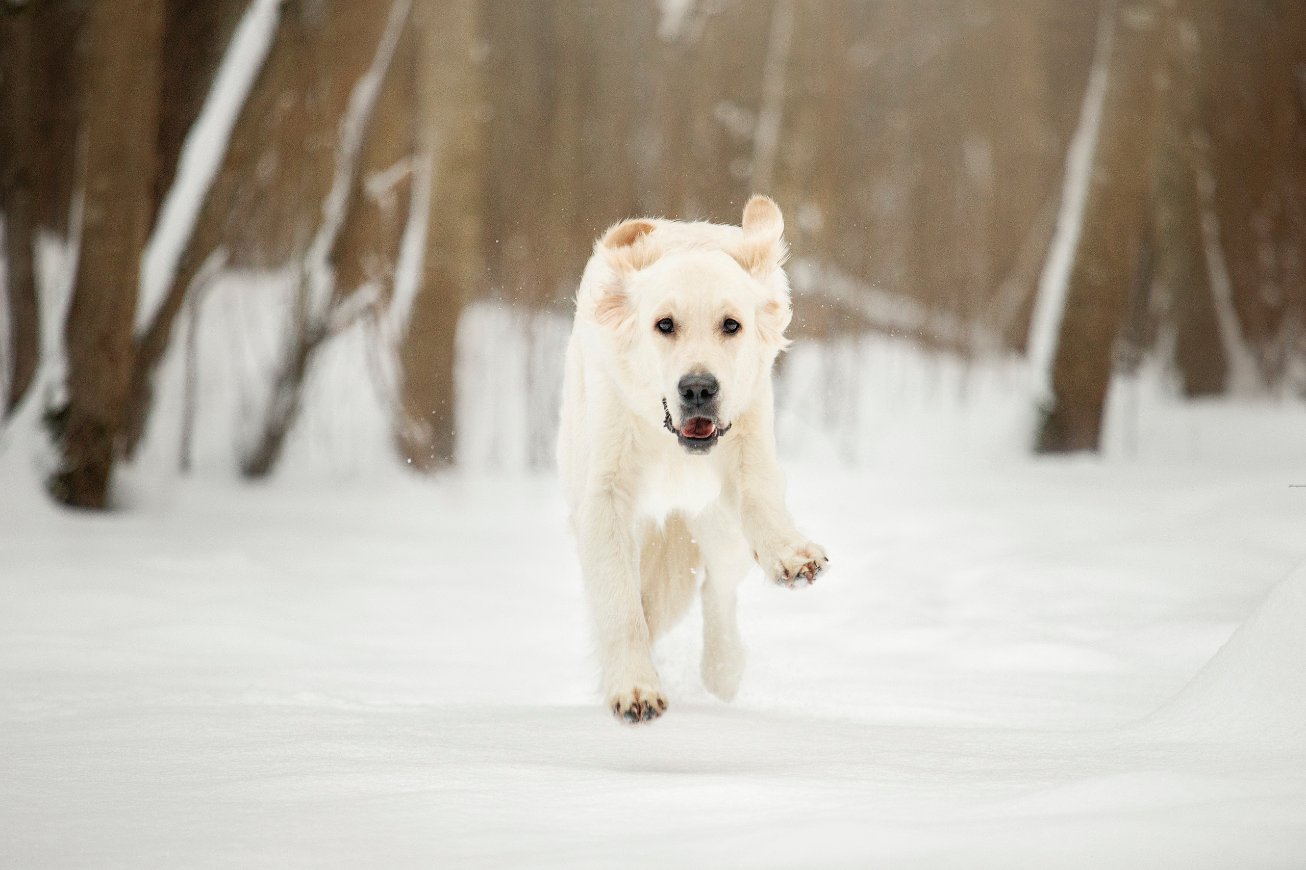 Милка и ее семья. Фотограф — Анималист | Санкт-Петербург