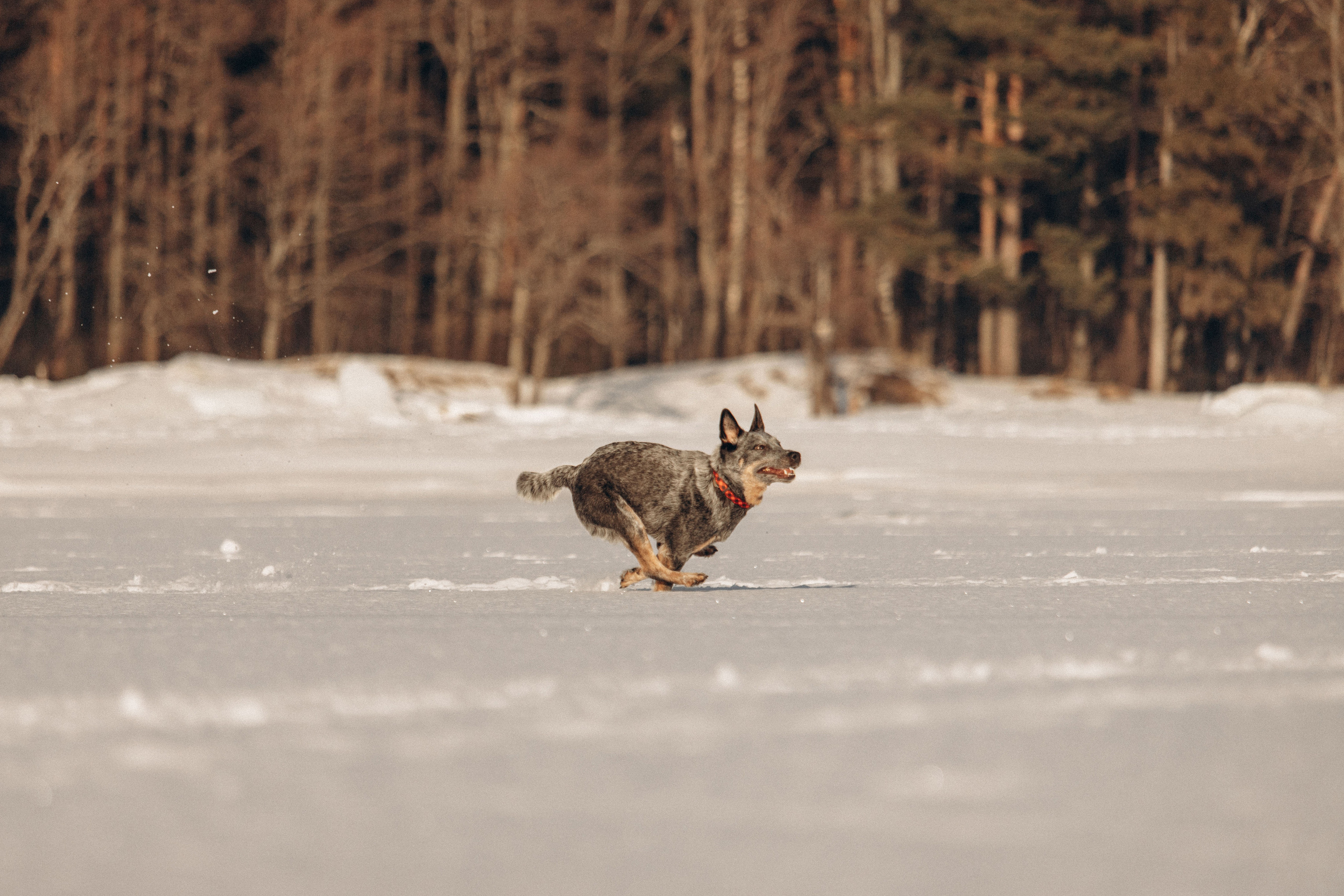 Оля и Мотя. Фотограф — Анималист | Санкт-Петербург