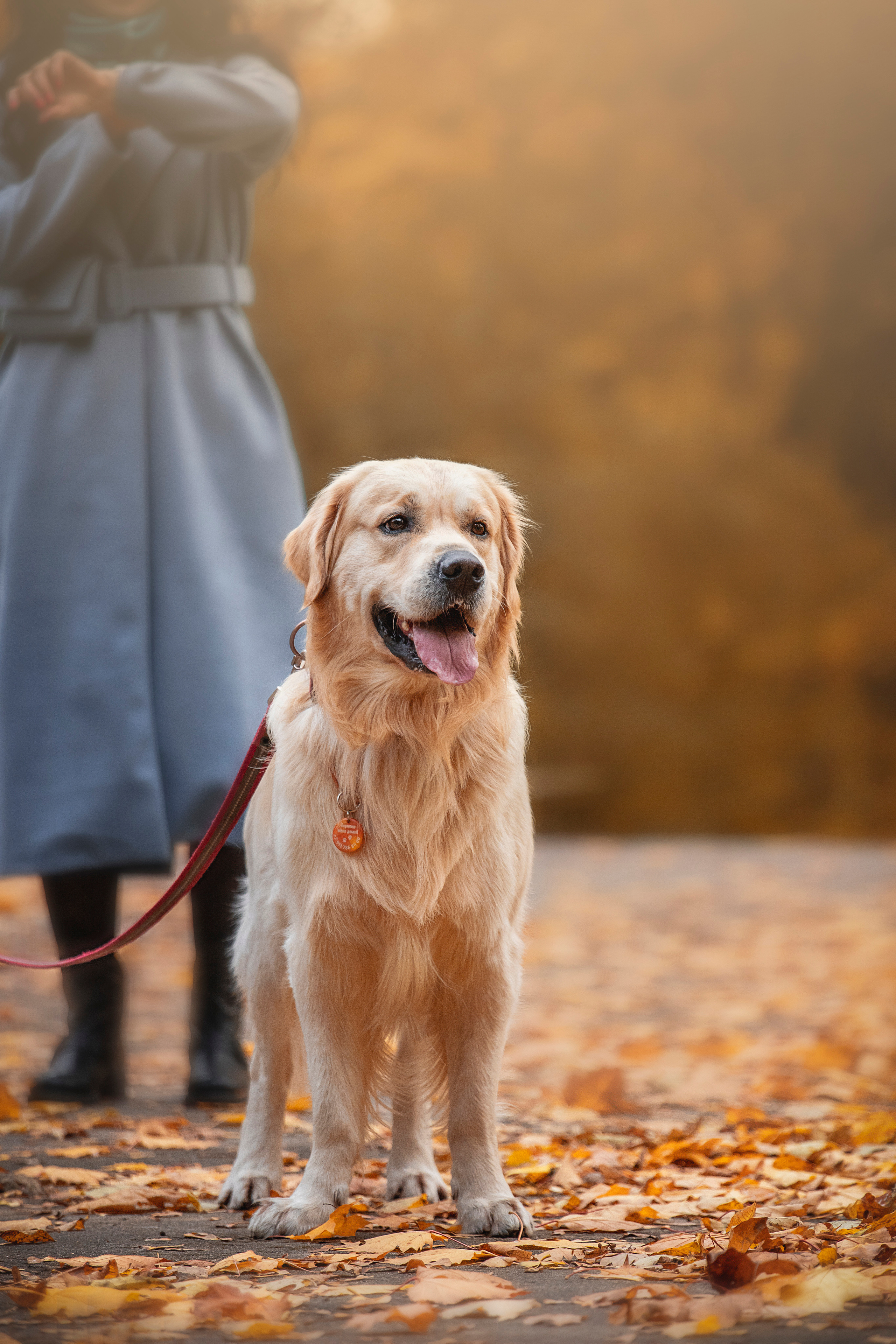 Лёвушка и его семья. Фотограф — Анималист | Санкт-Петербург