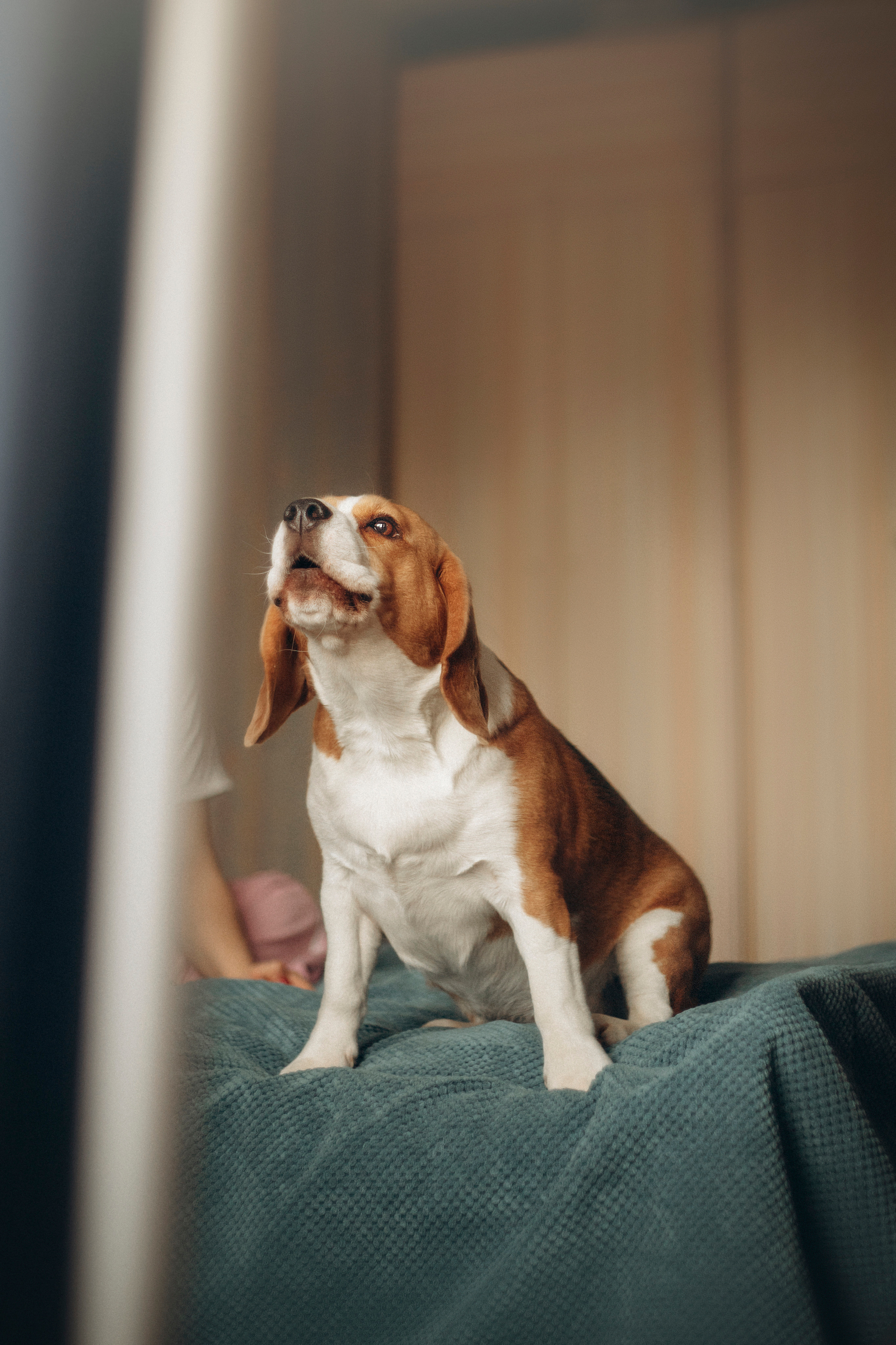 Полина и Бетти. Фотограф — Анималист | Санкт-Петербург