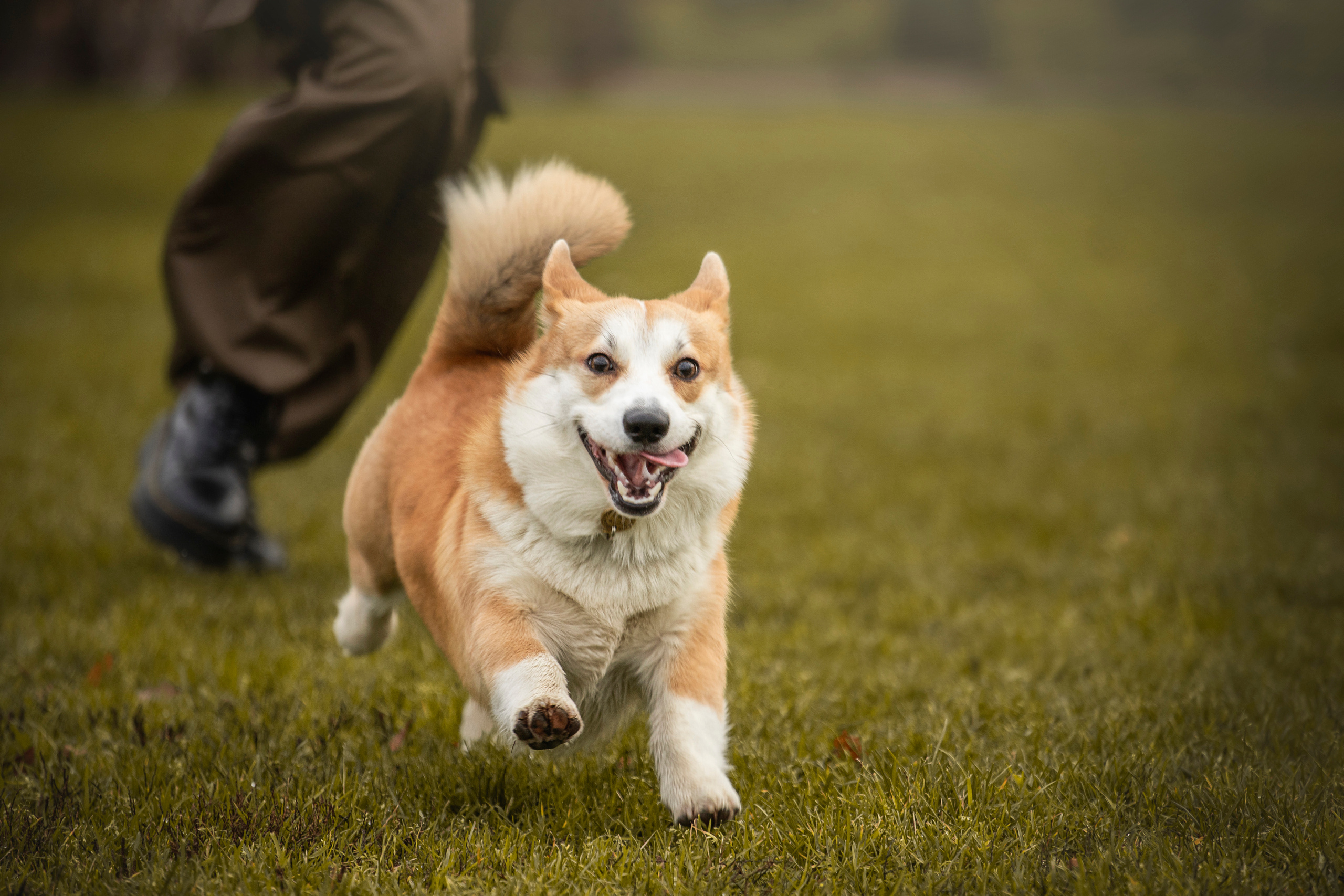 Барни и его семья. Фотограф — Анималист | Санкт-Петербург