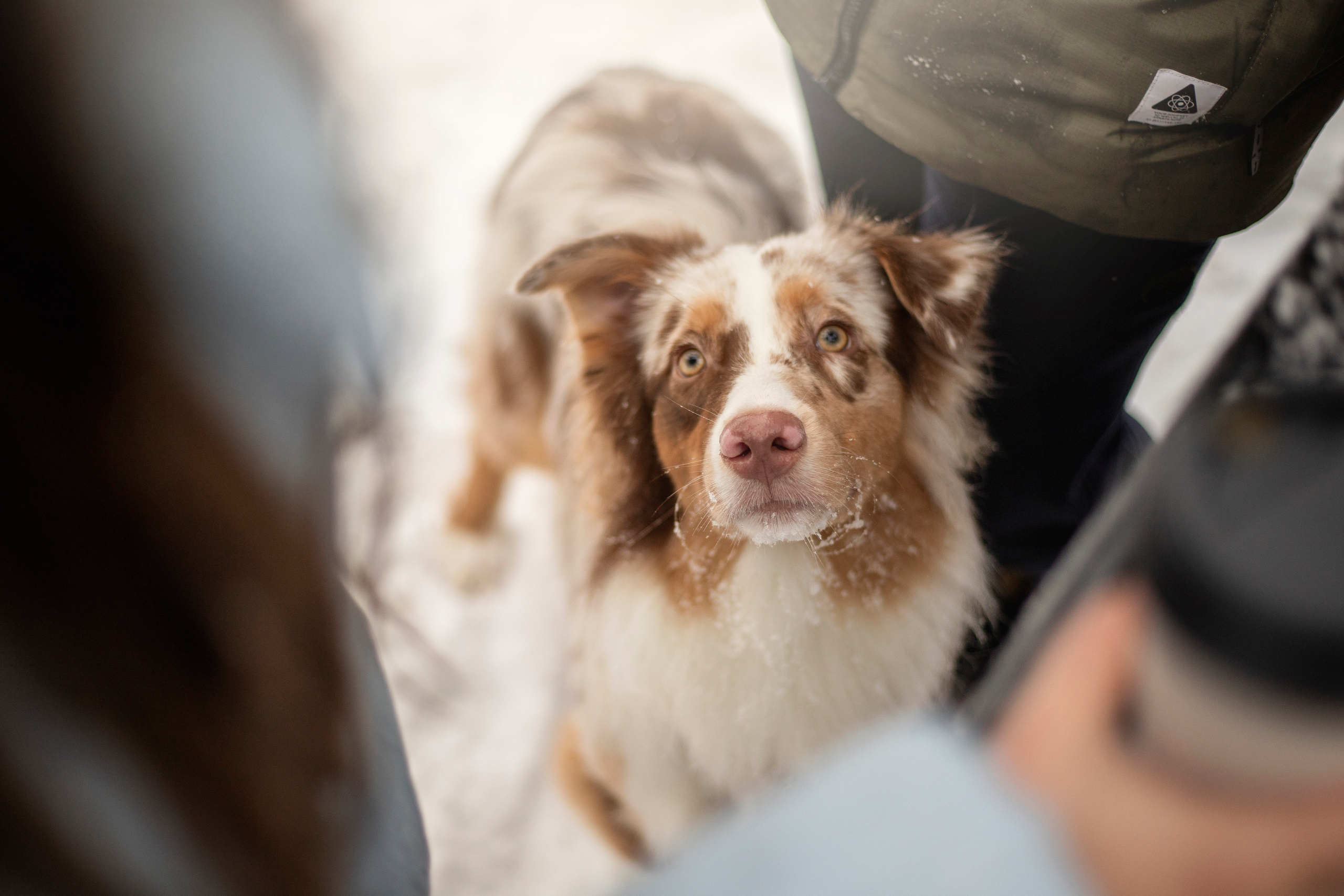 Делик, Скай и их семья. Фотограф — Анималист | Санкт-Петербург