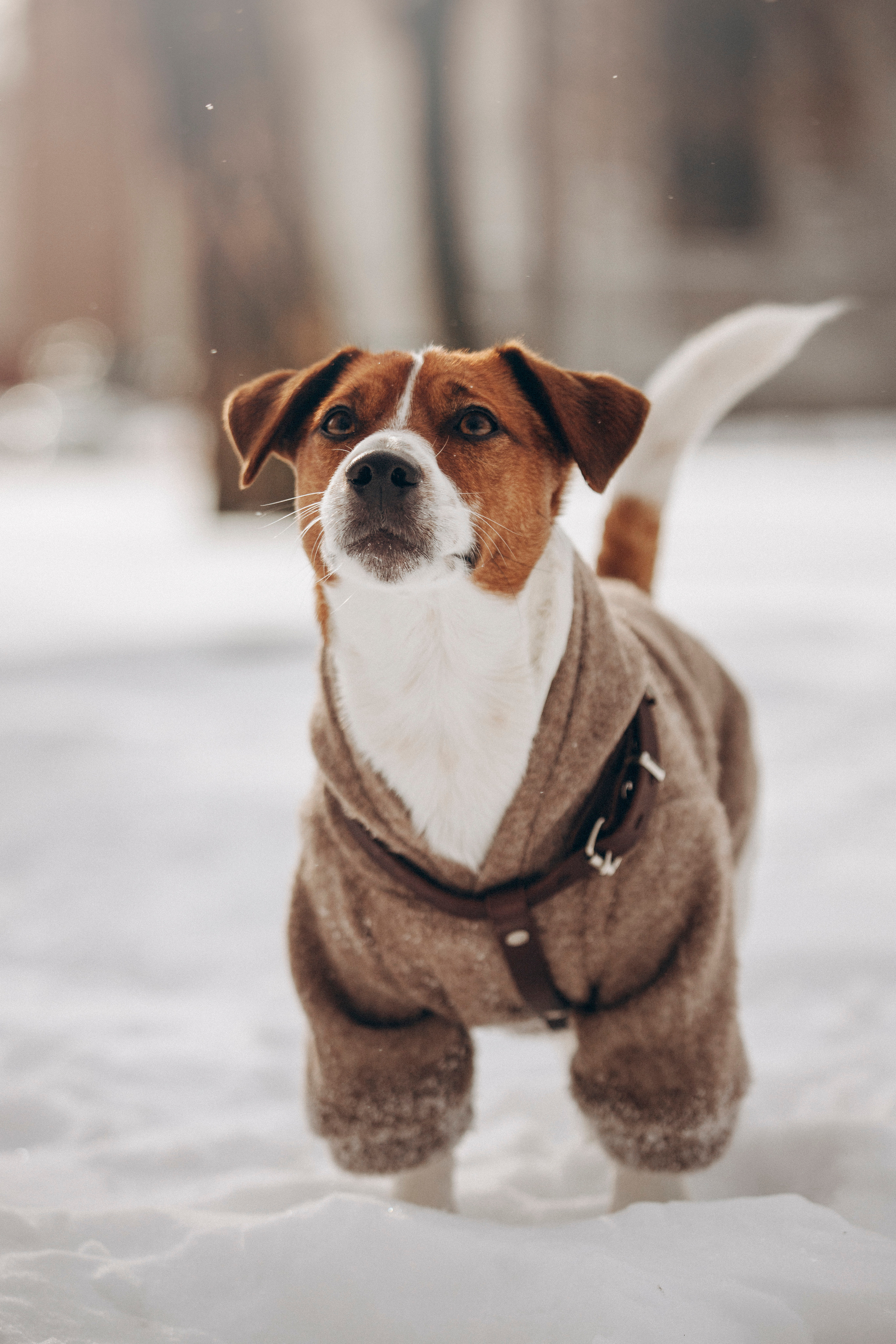 Даша и Бакс. Фотограф — Анималист | Санкт-Петербург