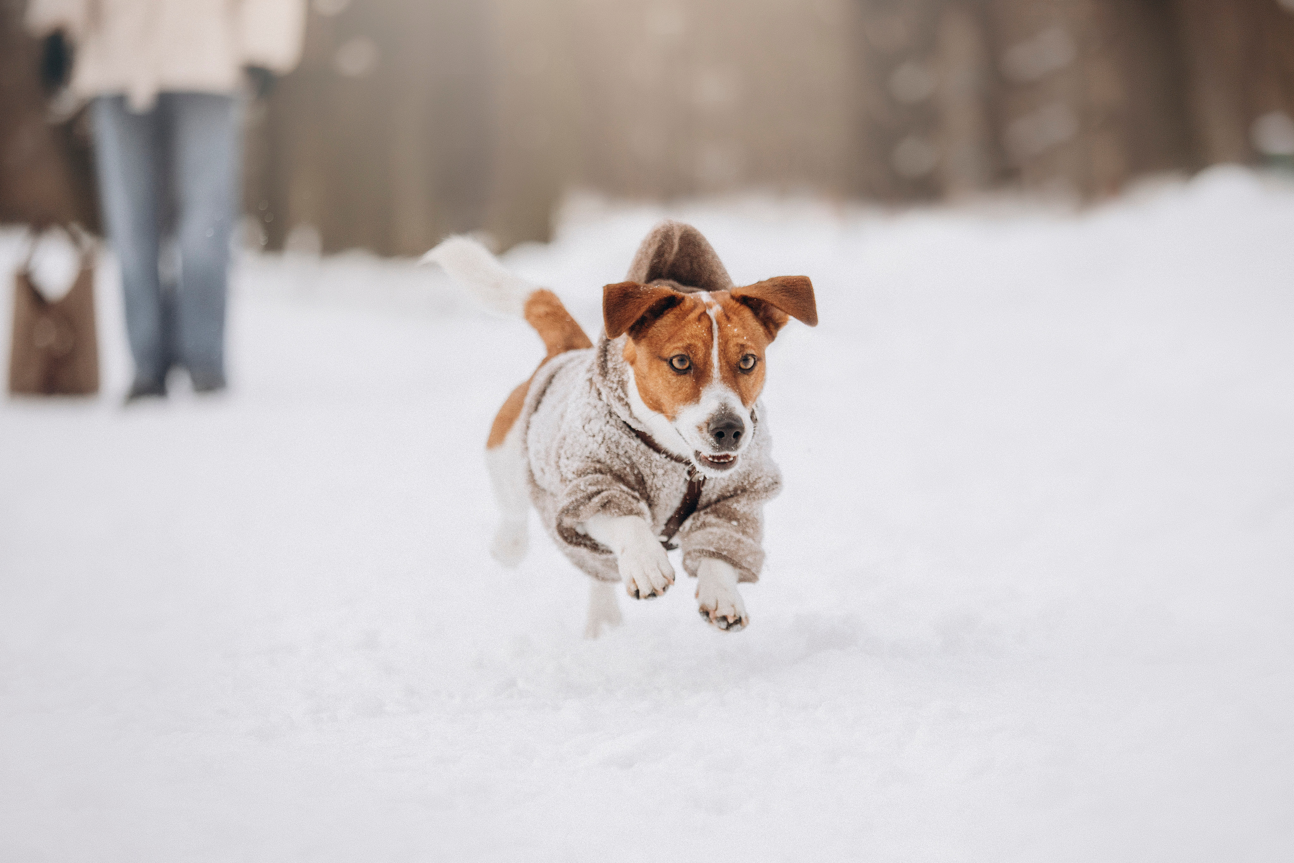 Даша и Бакс. Фотограф — Анималист | Санкт-Петербург
