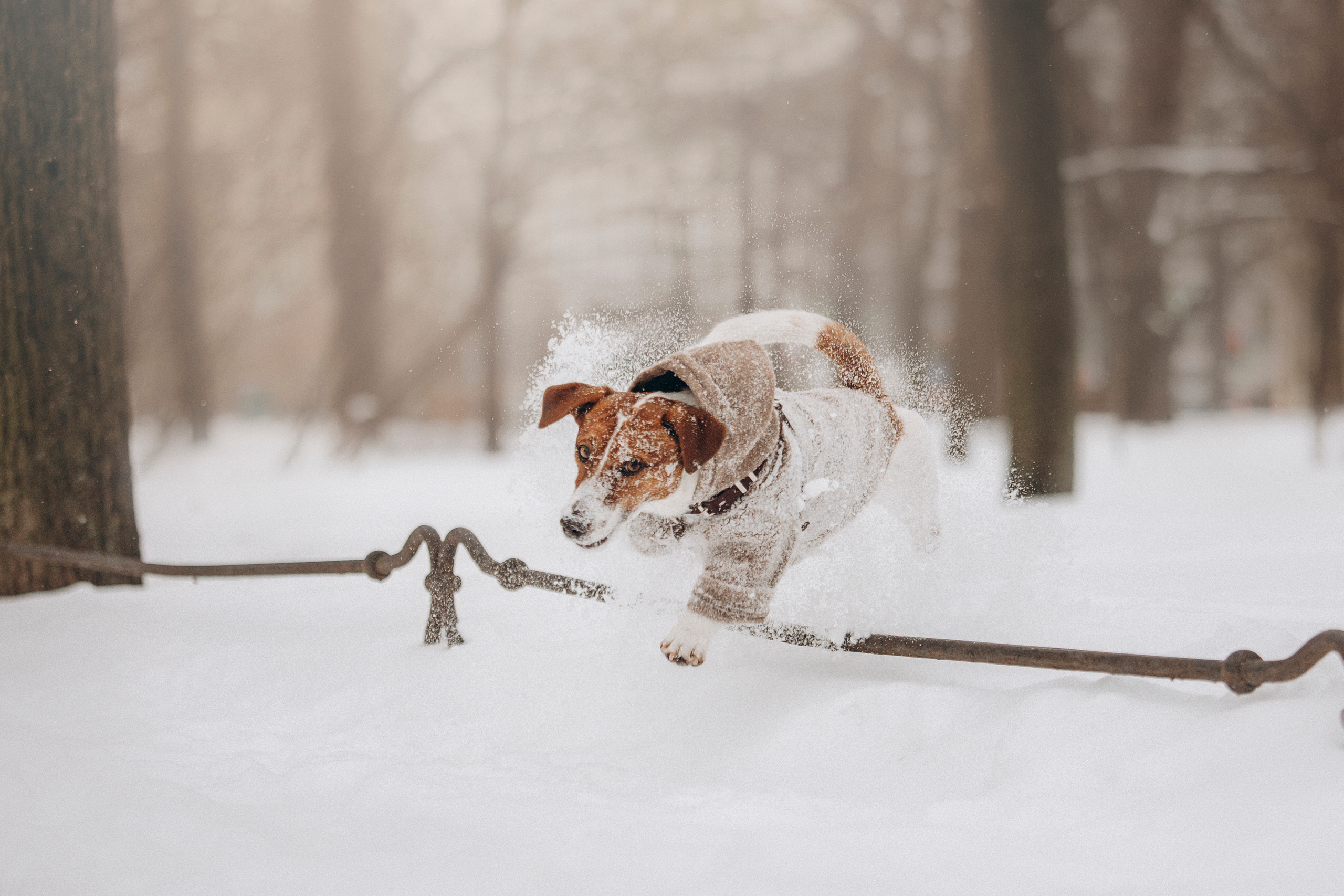 Даша и Бакс. Фотограф — Анималист | Санкт-Петербург