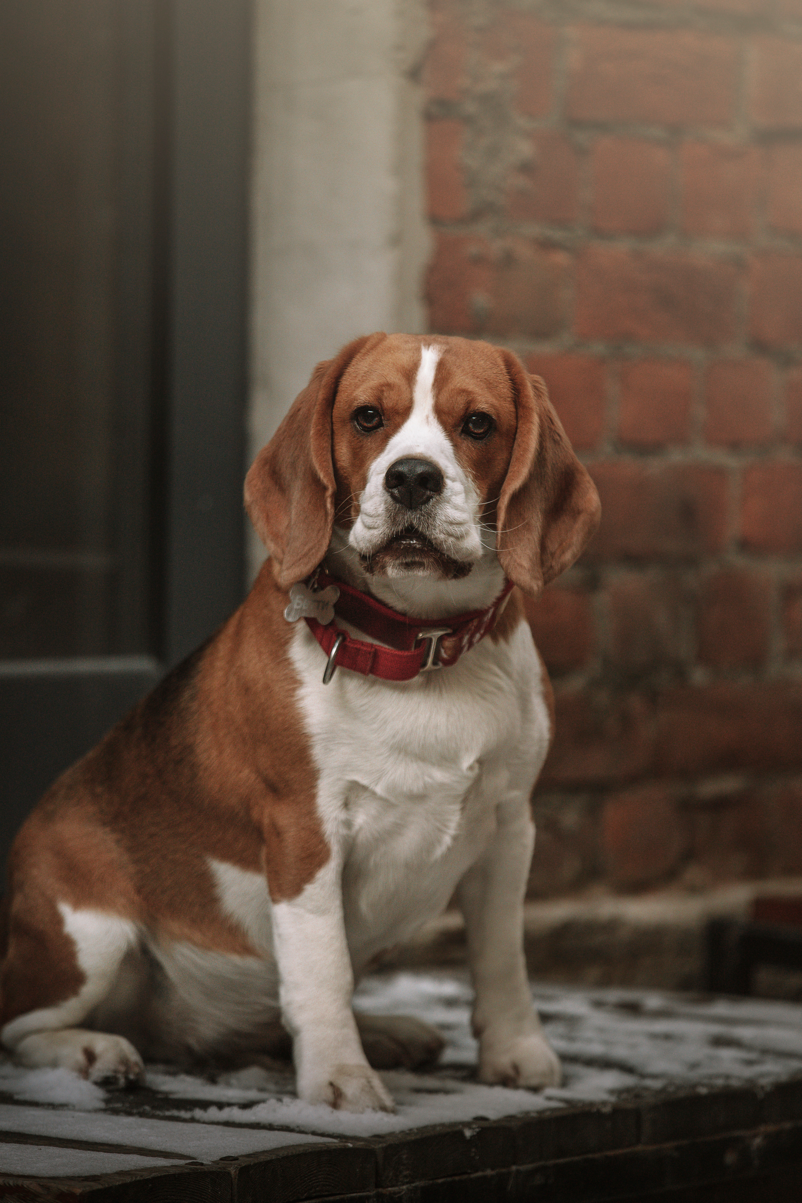 Полина и Бетти. Фотограф — Анималист | Санкт-Петербург