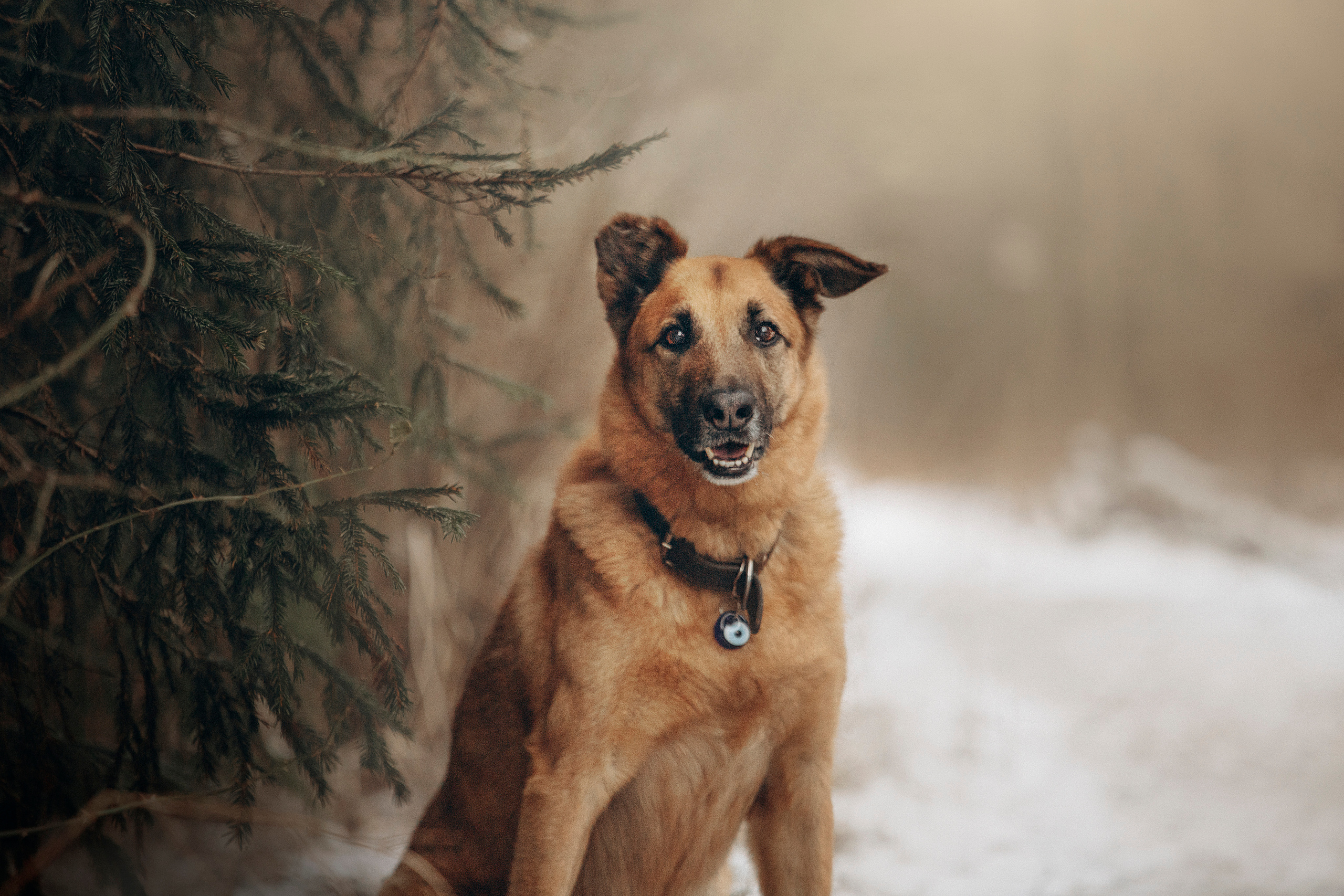 Олеся и Бу. Фотограф — Анималист | Санкт-Петербург