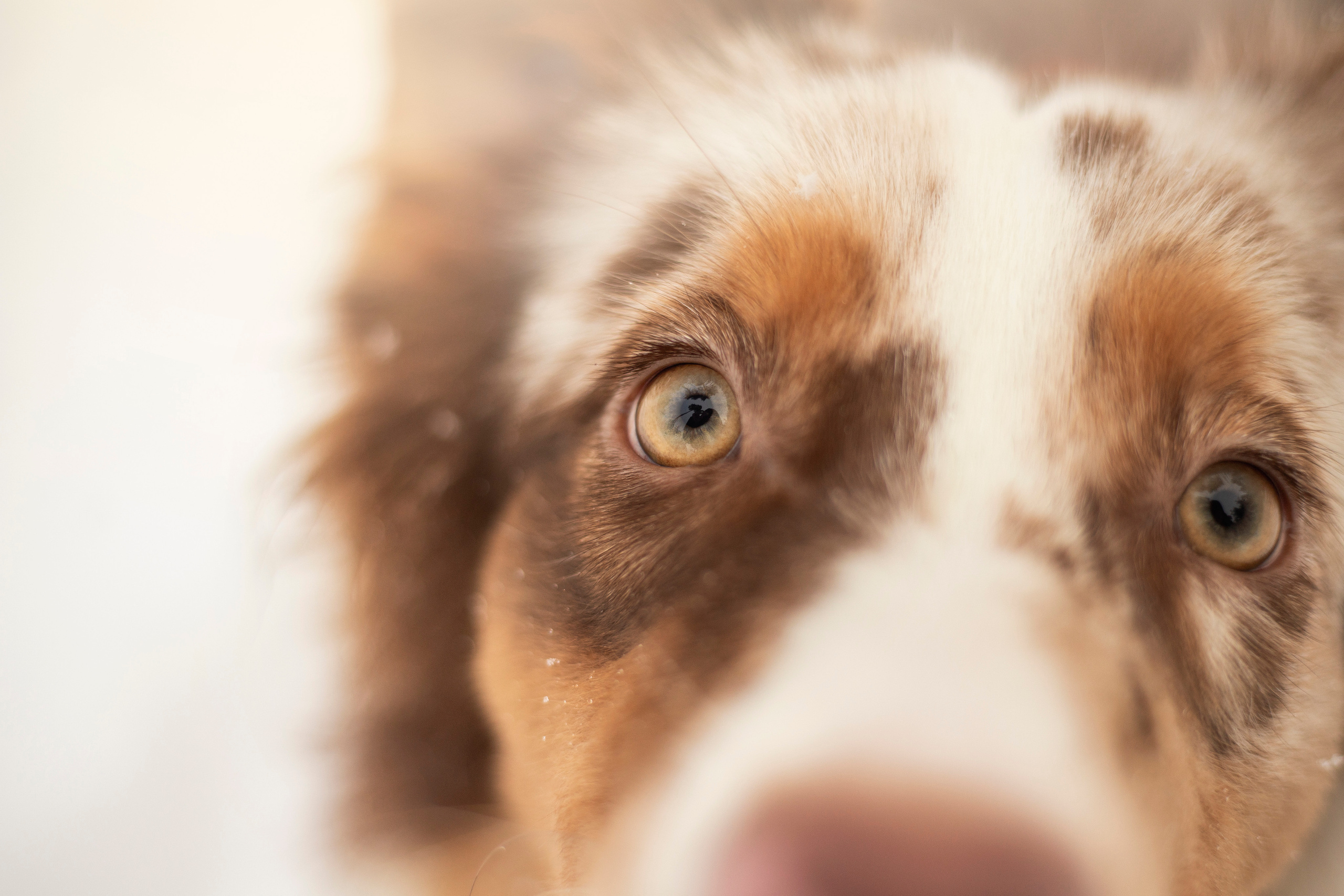 Делик, Скай и их семья. Фотограф — Анималист | Санкт-Петербург
