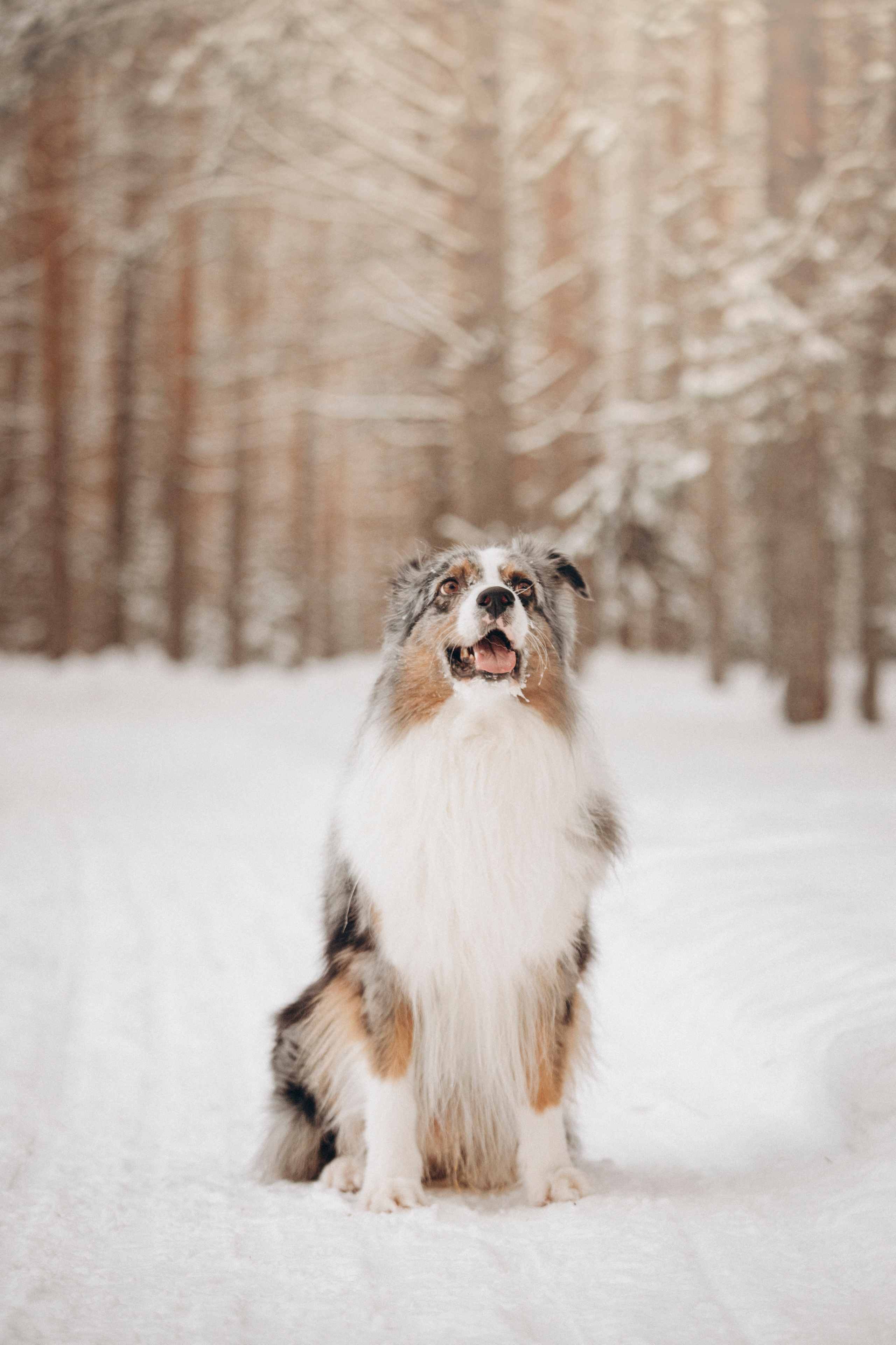 Айк и его семья. Фотограф — Анималист | Санкт-Петербург