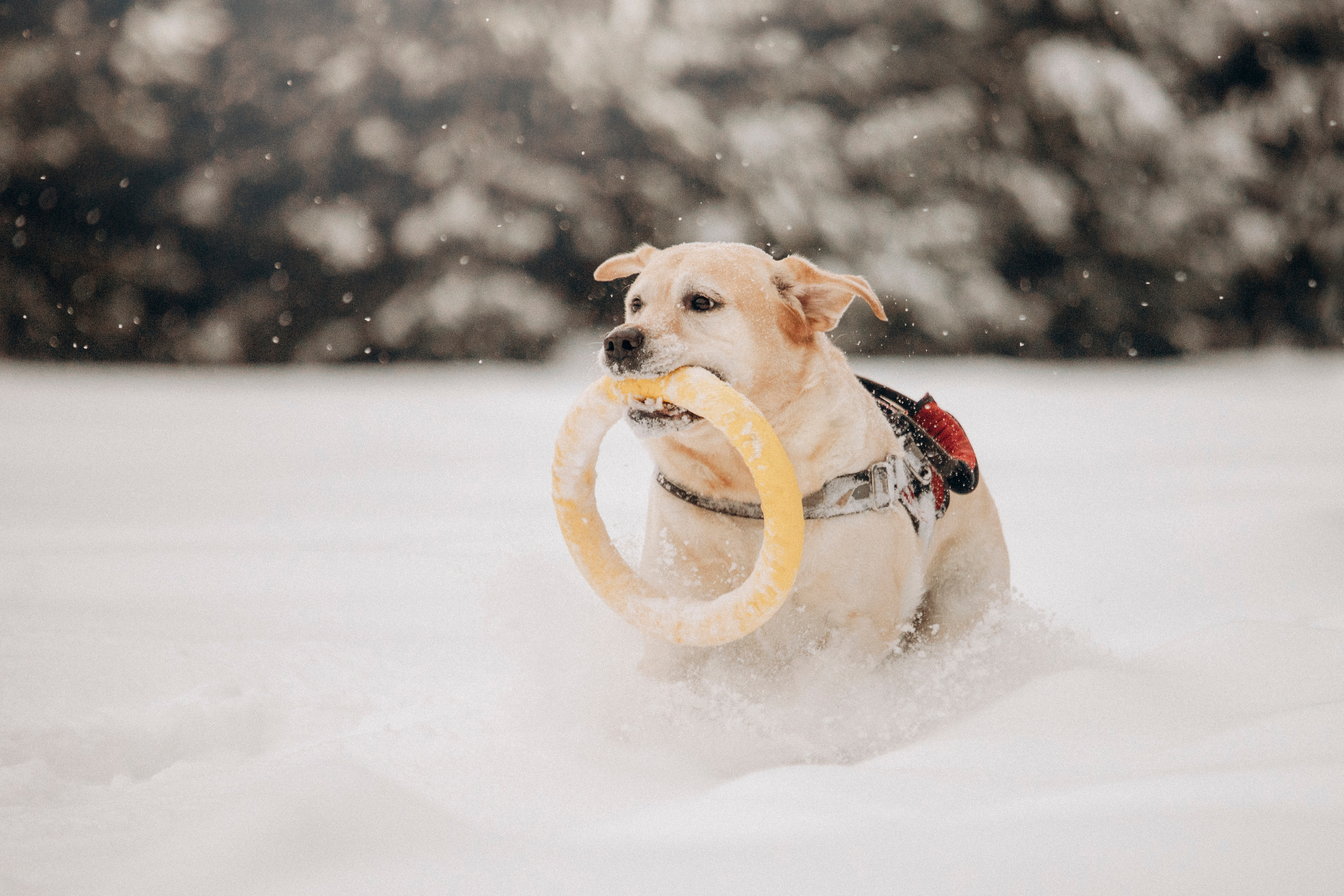 Марго, Степа и их семья. Фотограф — Анималист | Санкт-Петербург
