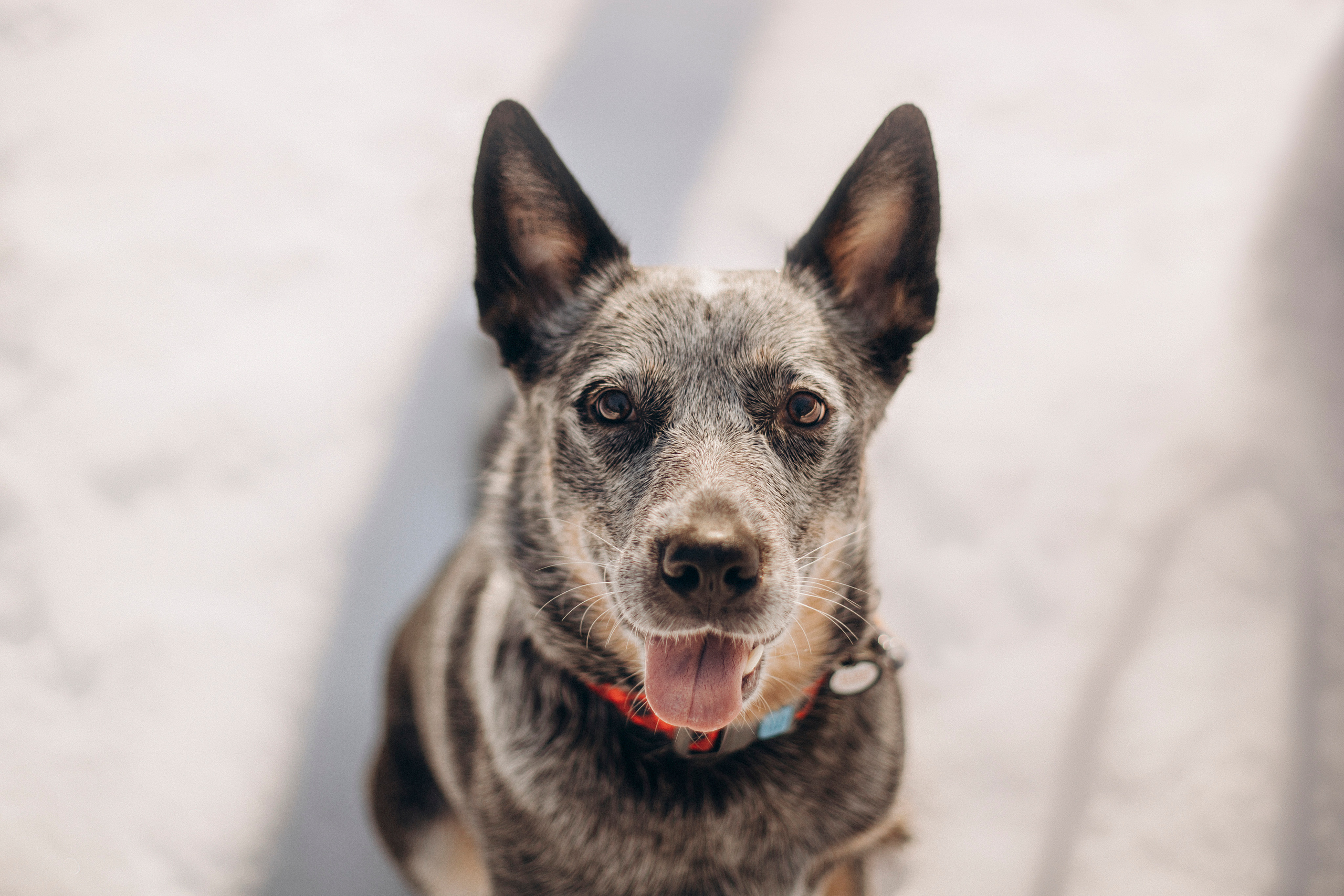 Оля и Мотя. Фотограф — Анималист | Санкт-Петербург