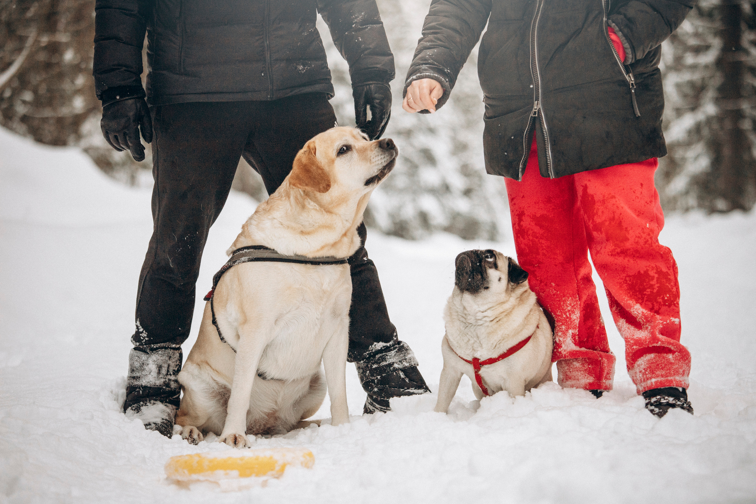 Марго, Степа и их семья. Фотограф — Анималист | Санкт-Петербург