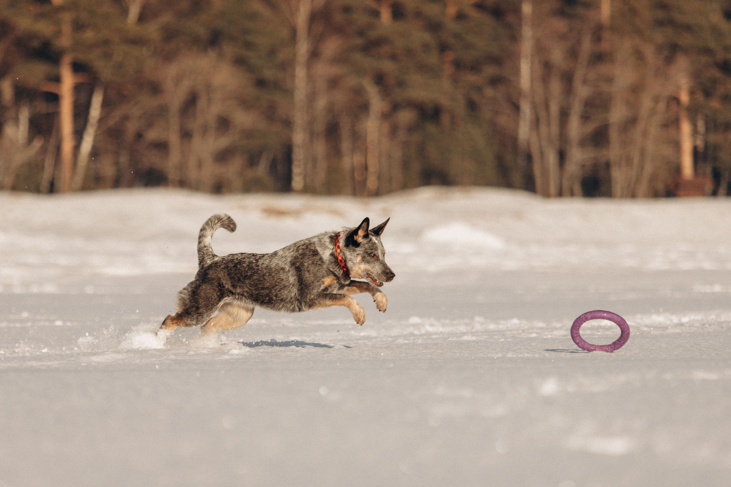 Оля и Мотя. Фотограф — Анималист | Санкт-Петербург