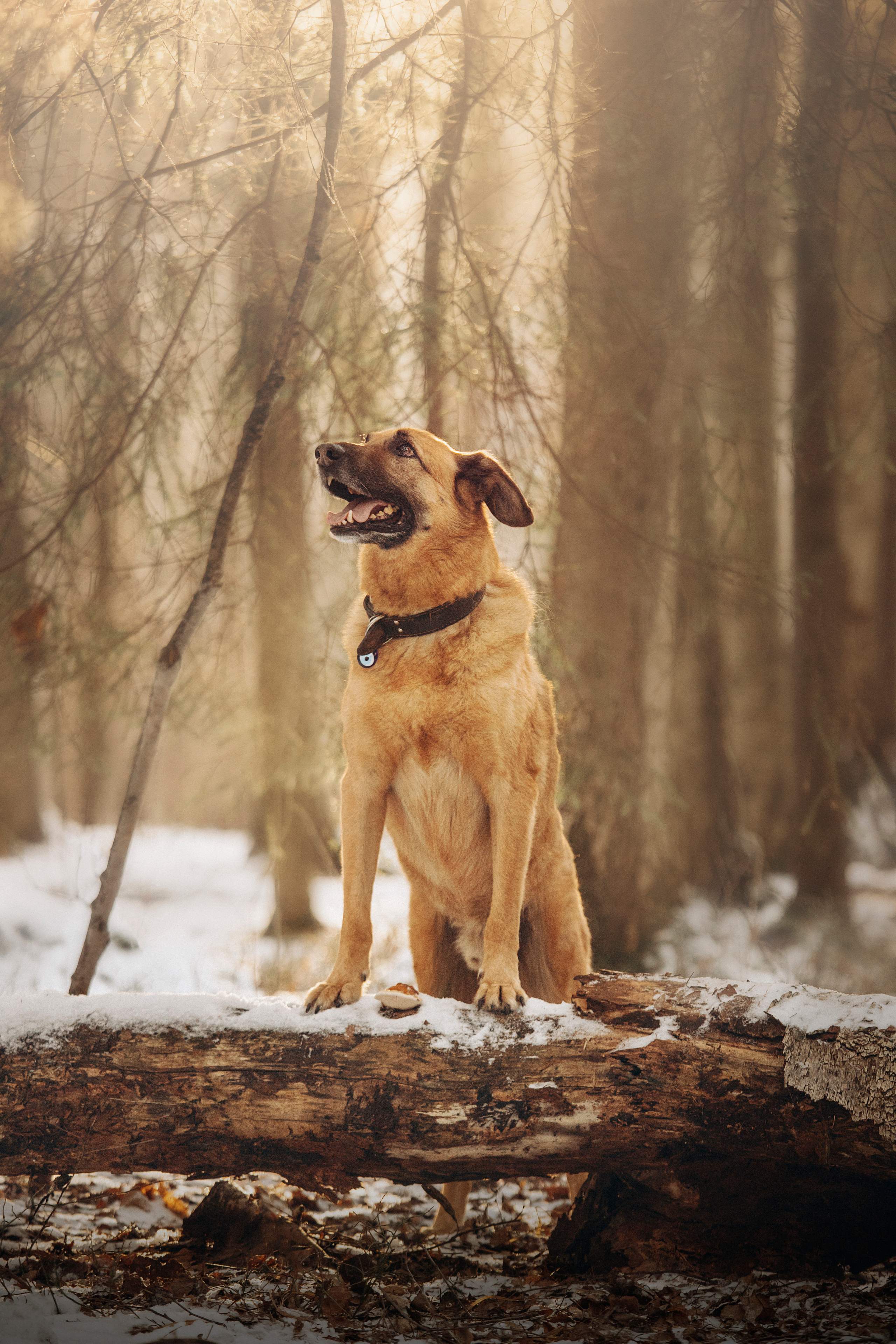 Олеся и Бу. Фотограф — Анималист | Санкт-Петербург