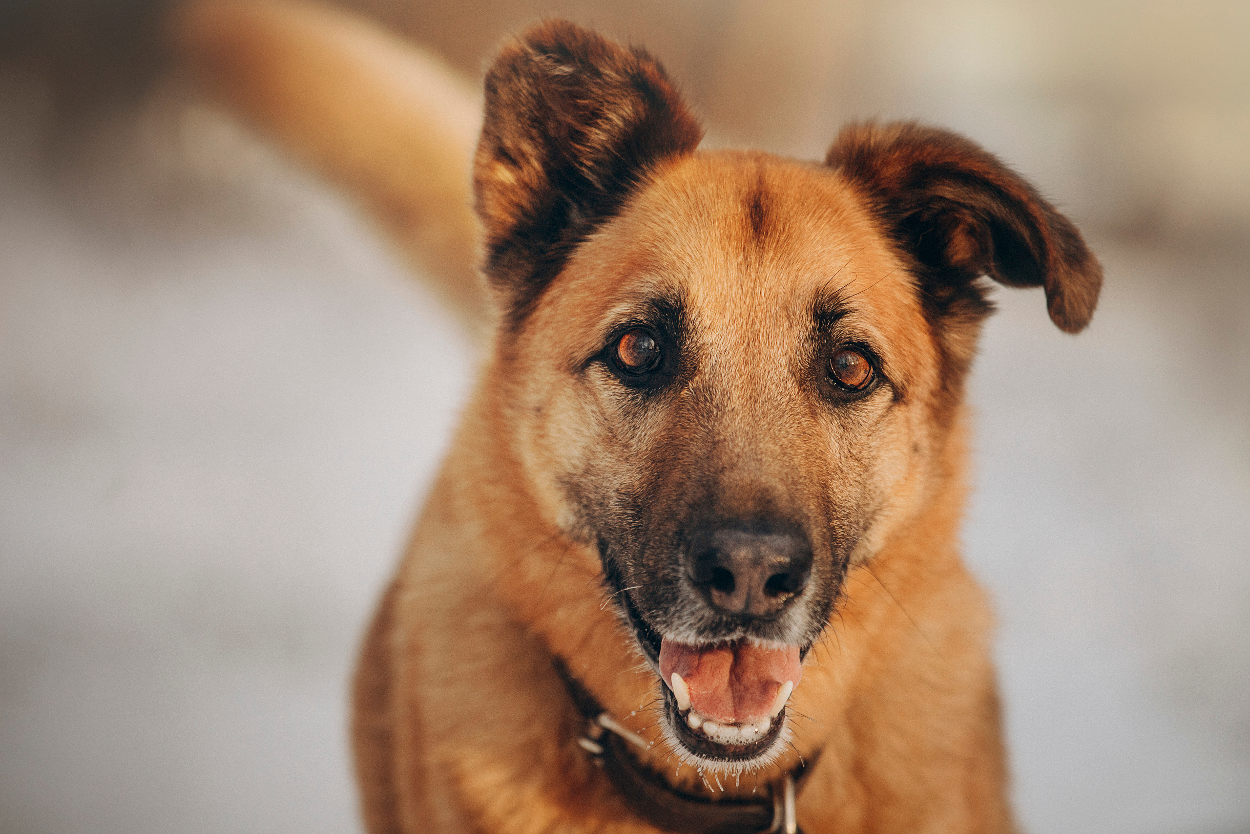 Олеся и Бу. Фотограф — Анималист | Санкт-Петербург