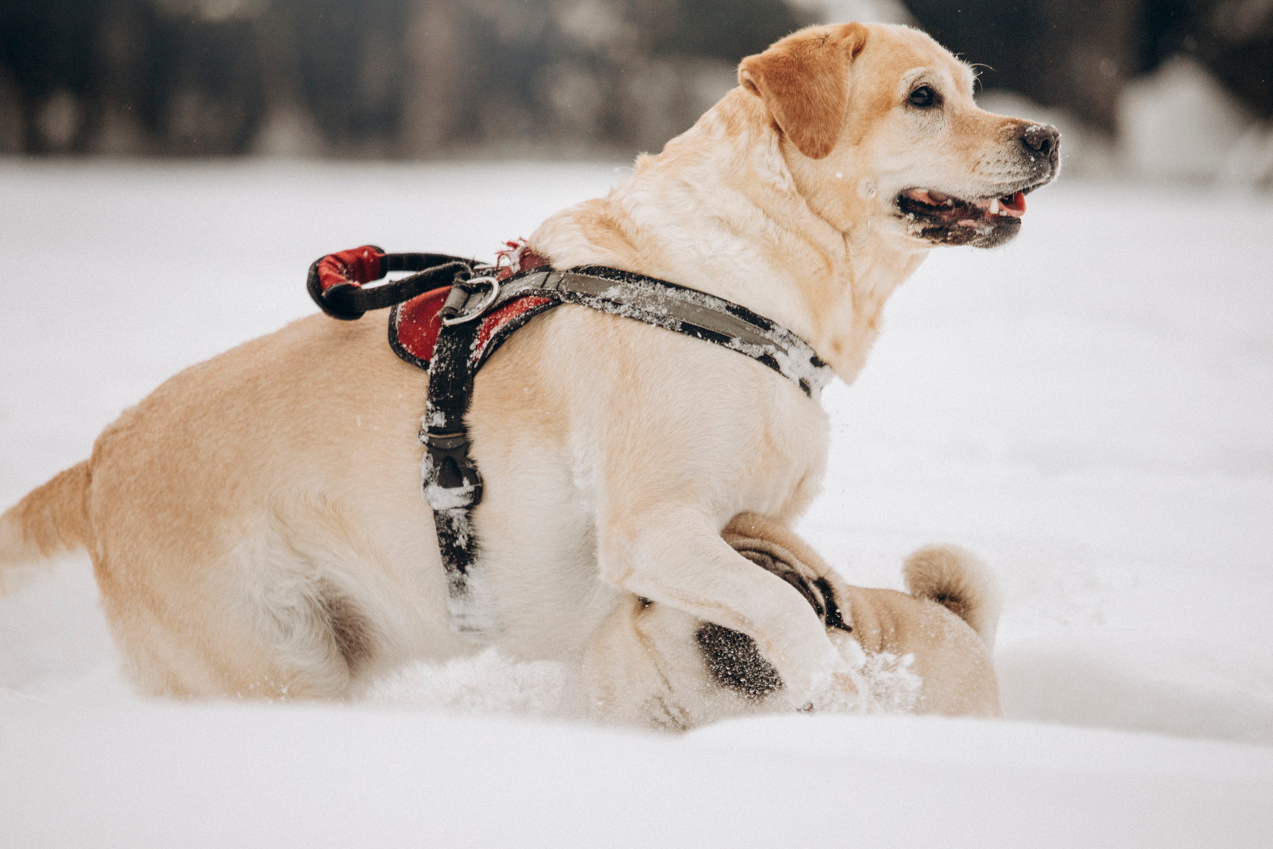 Марго, Степа и их семья. Фотограф — Анималист | Санкт-Петербург