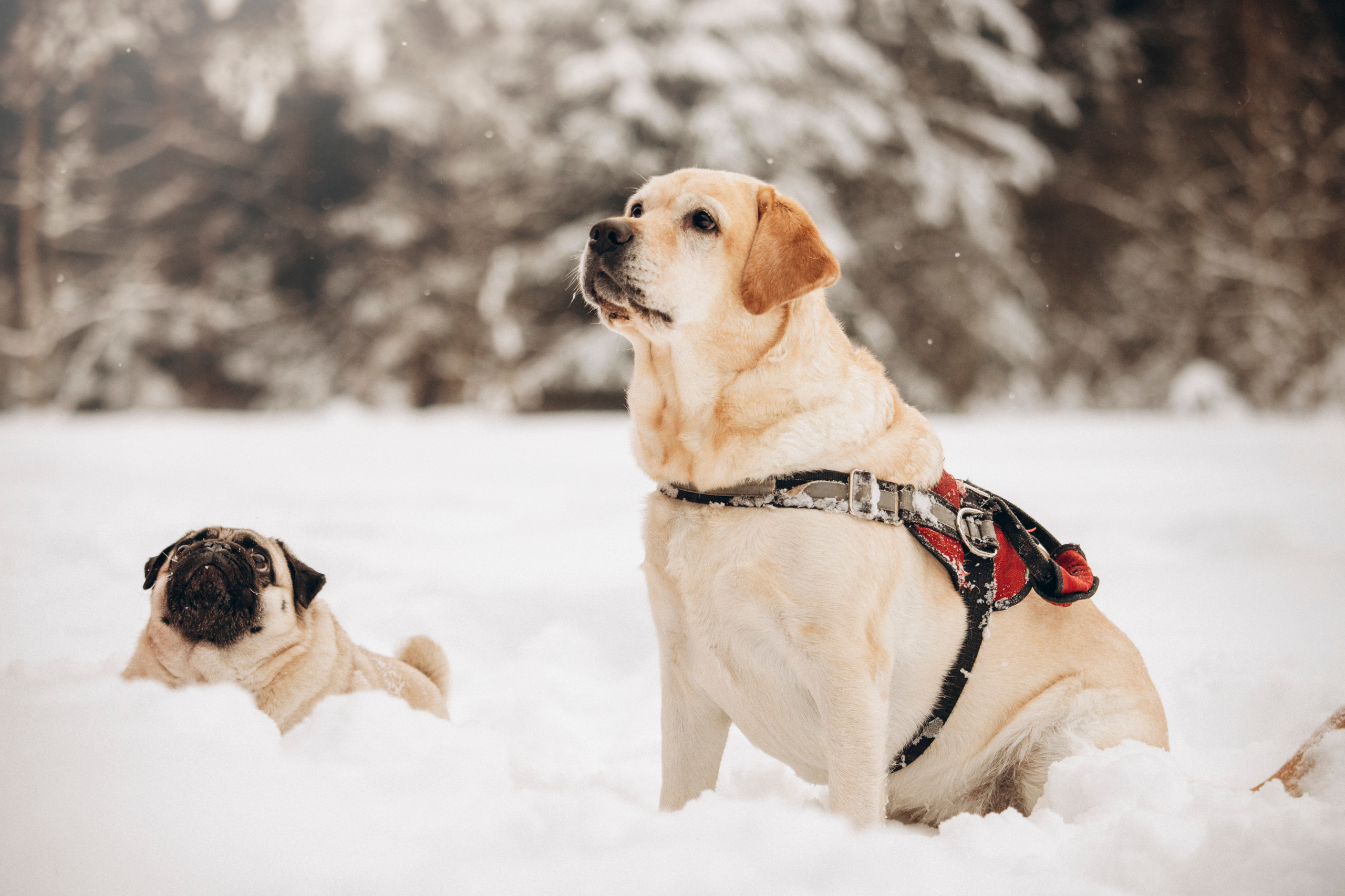 Марго, Степа и их семья. Фотограф — Анималист | Санкт-Петербург