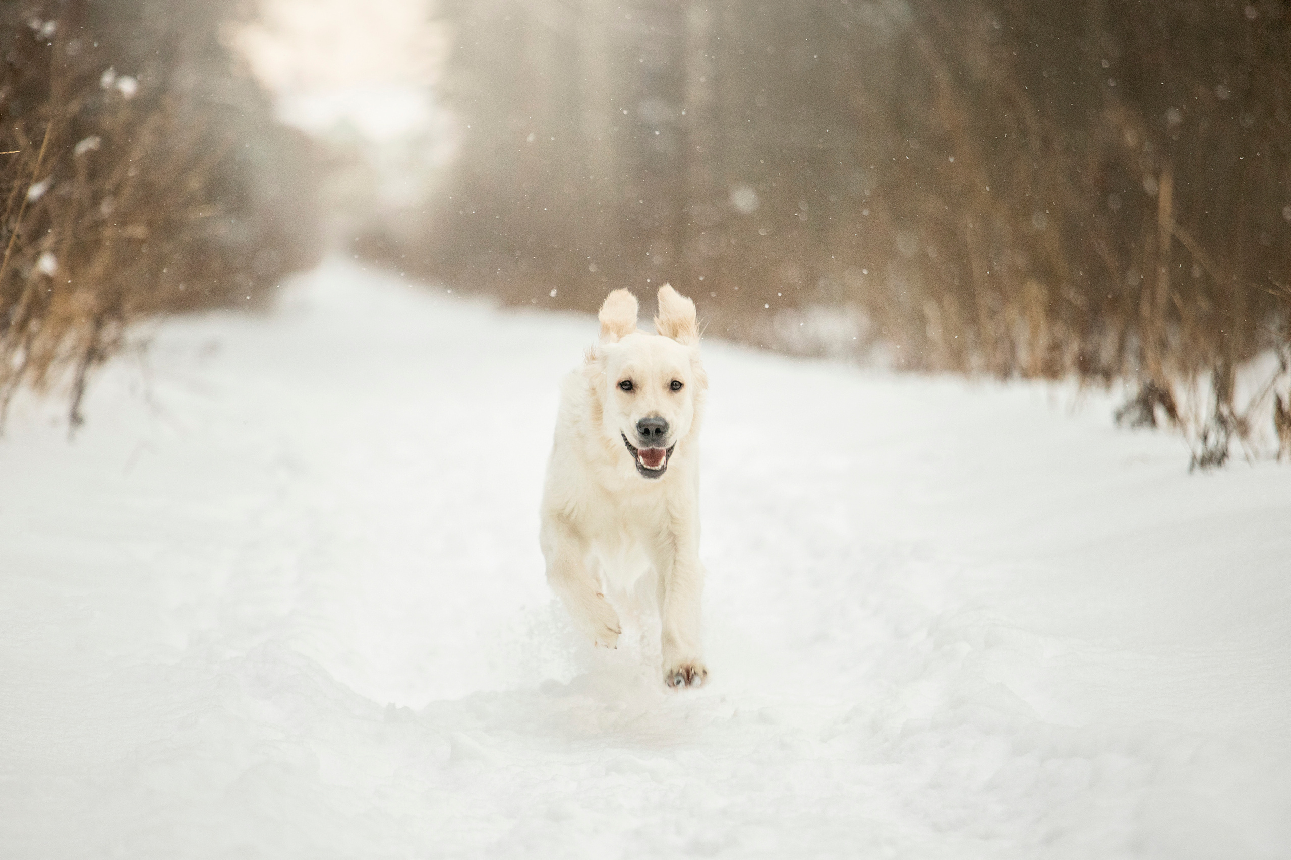 Милка и ее семья. Фотограф — Анималист | Санкт-Петербург