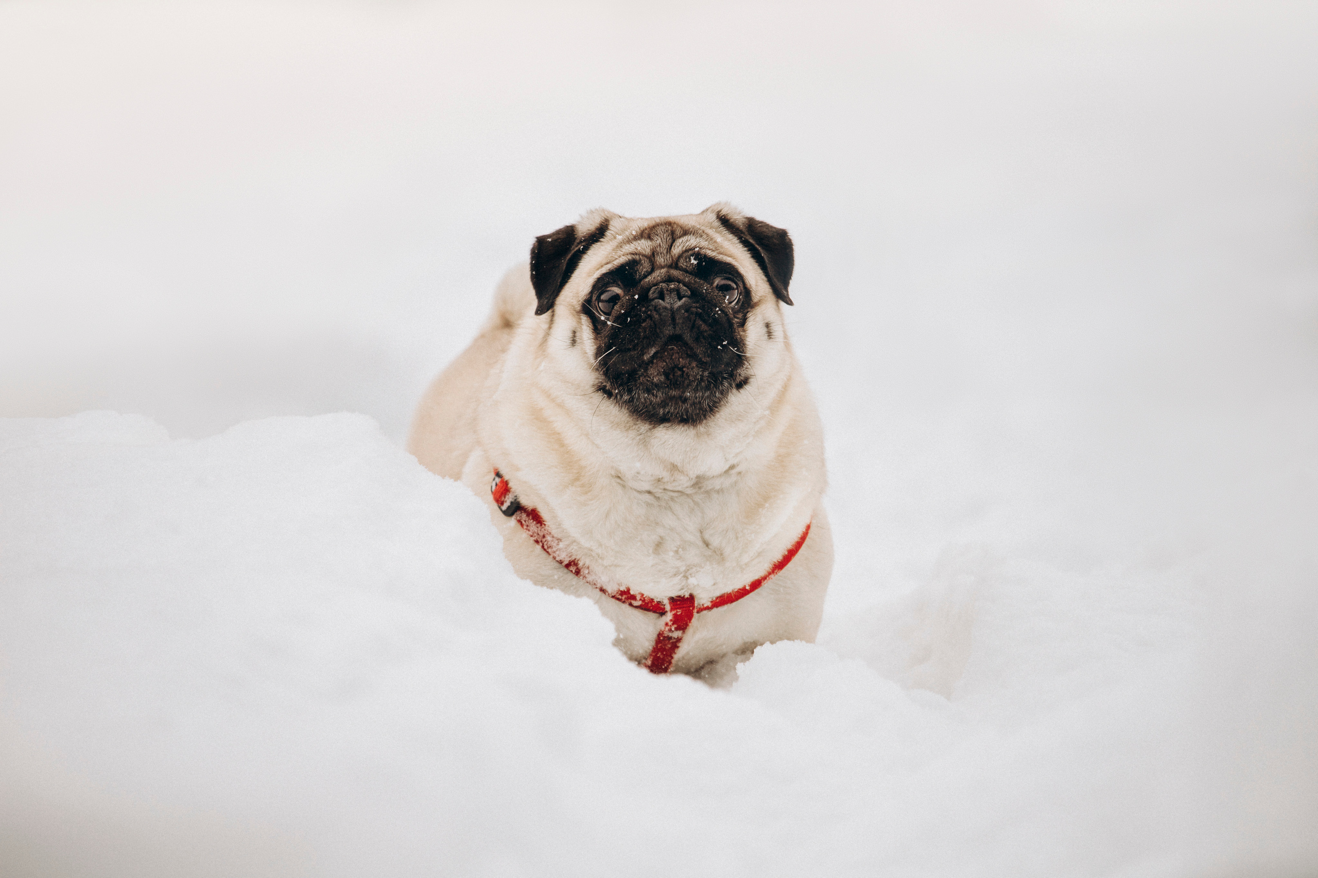 Марго, Степа и их семья. Фотограф — Анималист | Санкт-Петербург