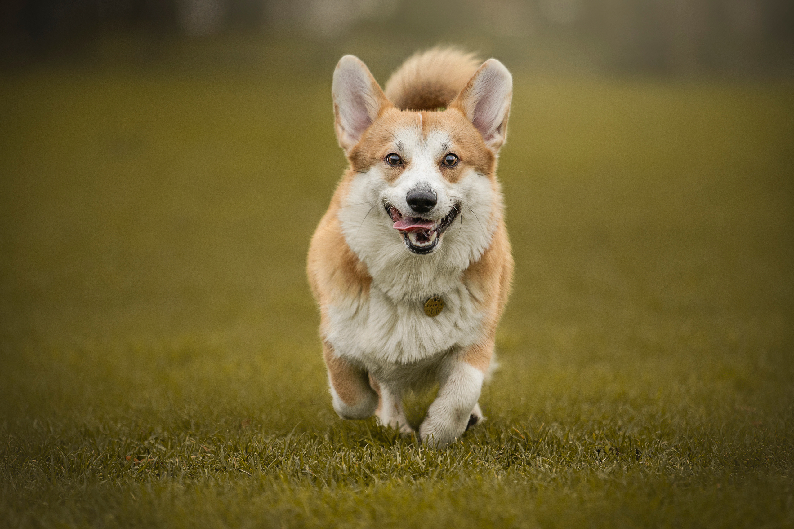 Барни и его семья. Фотограф — Анималист | Санкт-Петербург