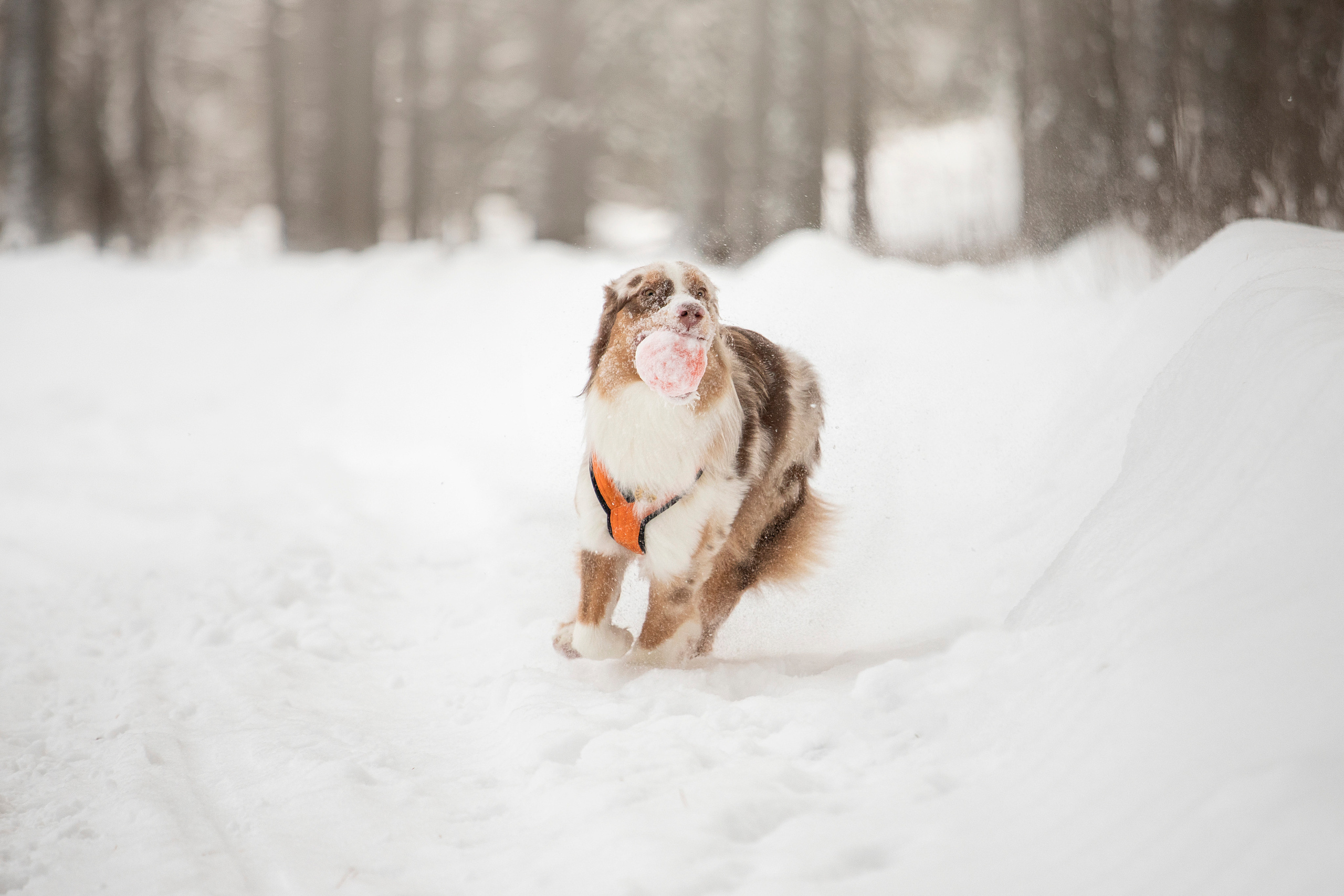 Делик, Скай и их семья. Фотограф — Анималист | Санкт-Петербург