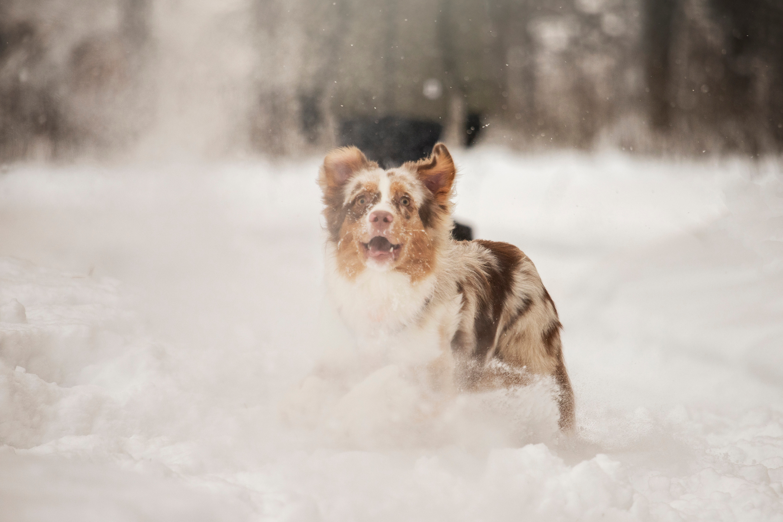 Делик, Скай и их семья. Фотограф — Анималист | Санкт-Петербург