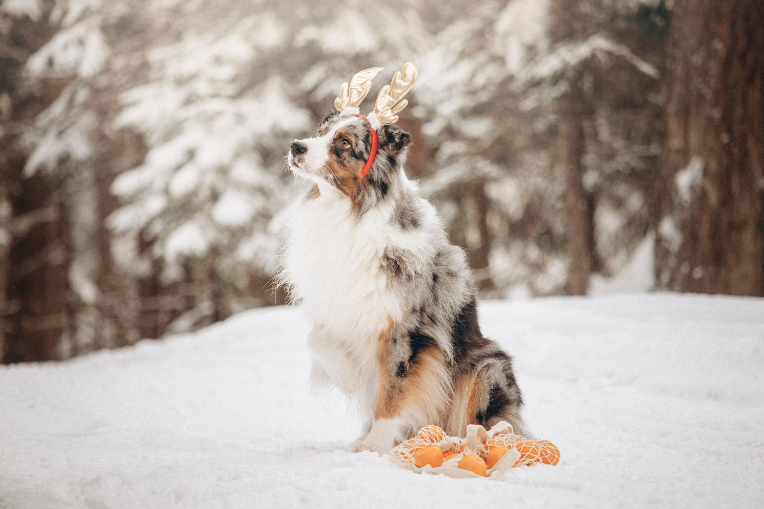 Айк и его семья. Фотограф — Анималист | Санкт-Петербург