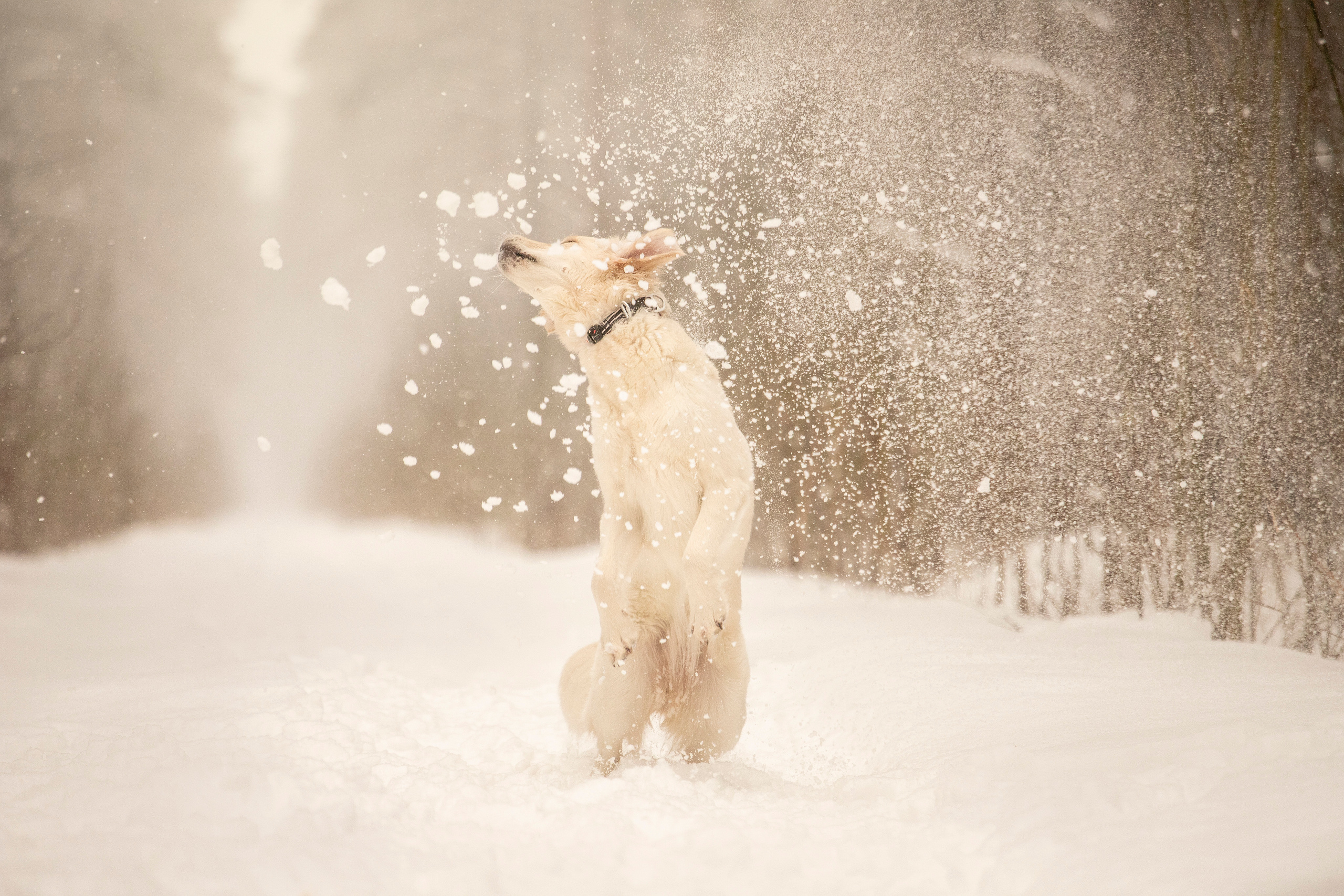 Милка и ее семья. Фотограф — Анималист | Санкт-Петербург