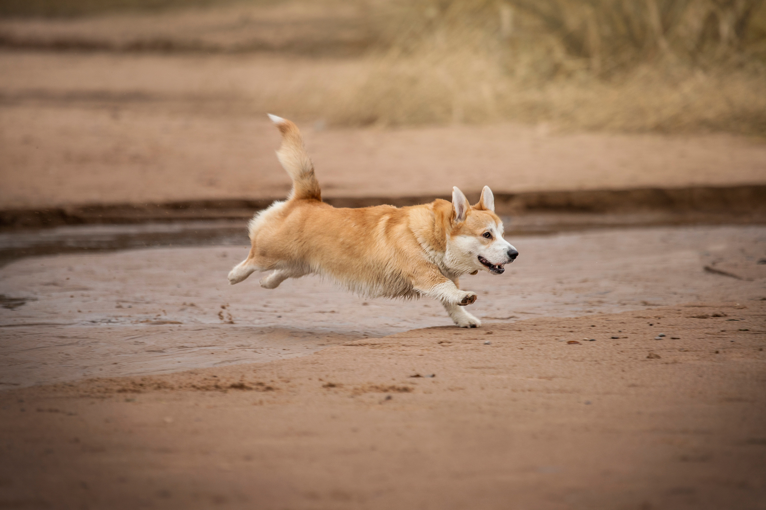 Барни и его семья. Фотограф — Анималист | Санкт-Петербург