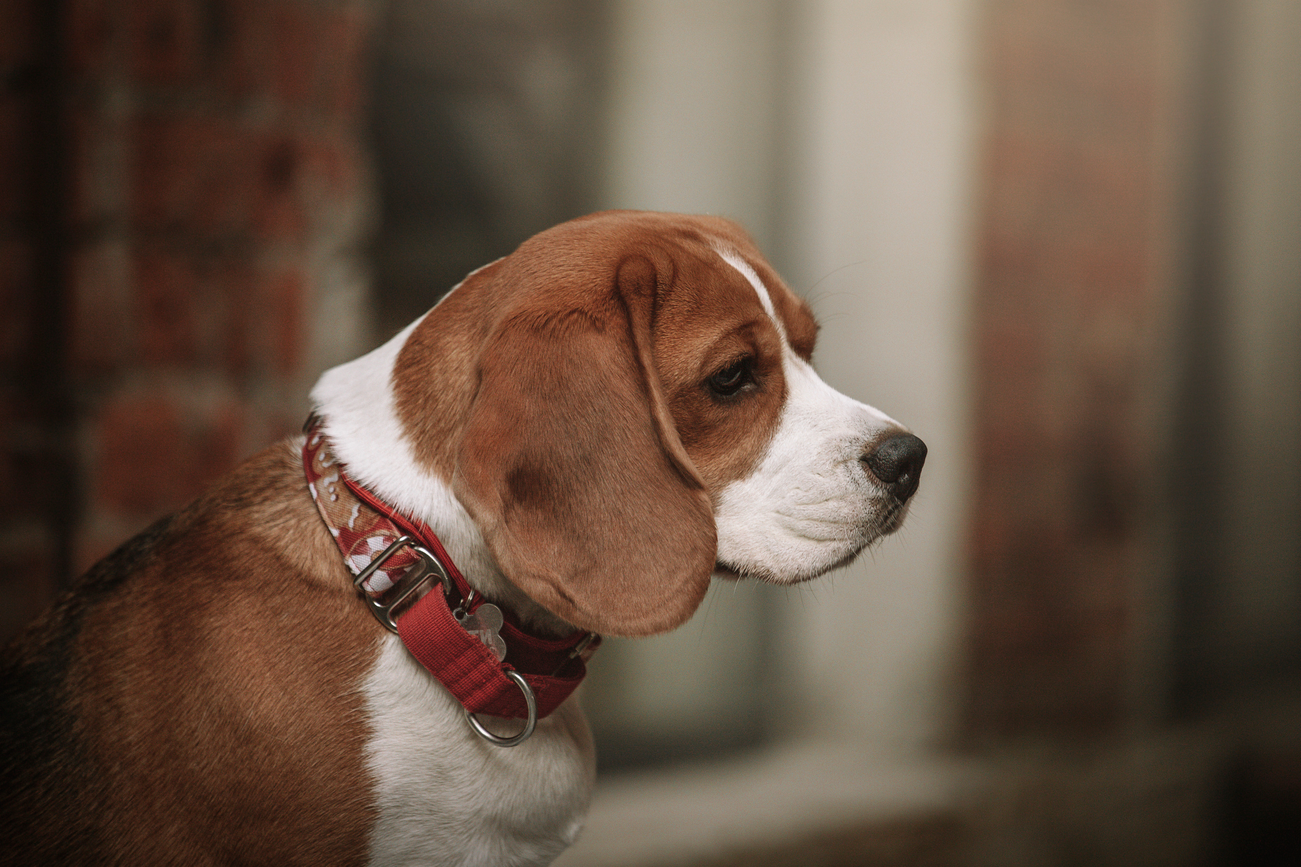 Полина и Бетти. Фотограф — Анималист | Санкт-Петербург