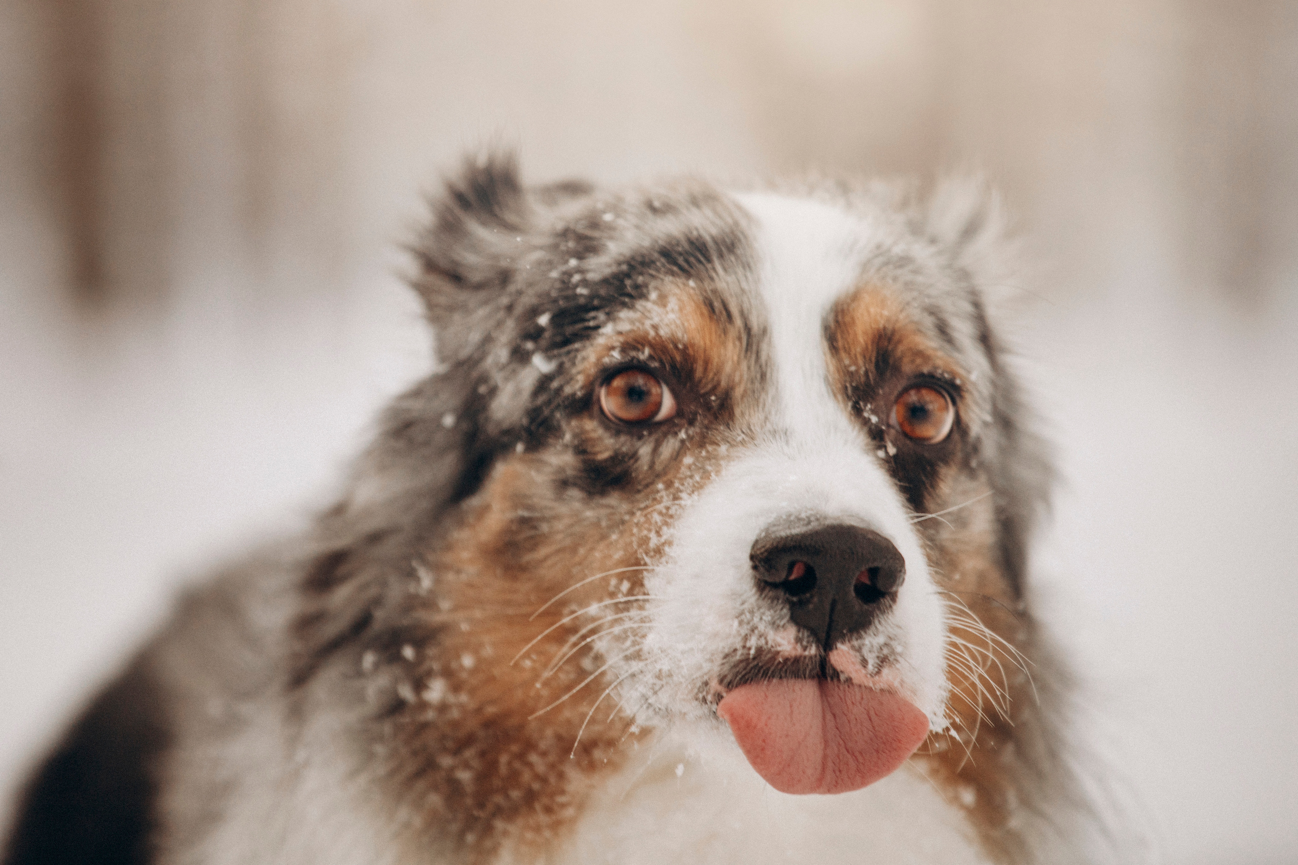 Айк и его семья. Фотограф — Анималист | Санкт-Петербург