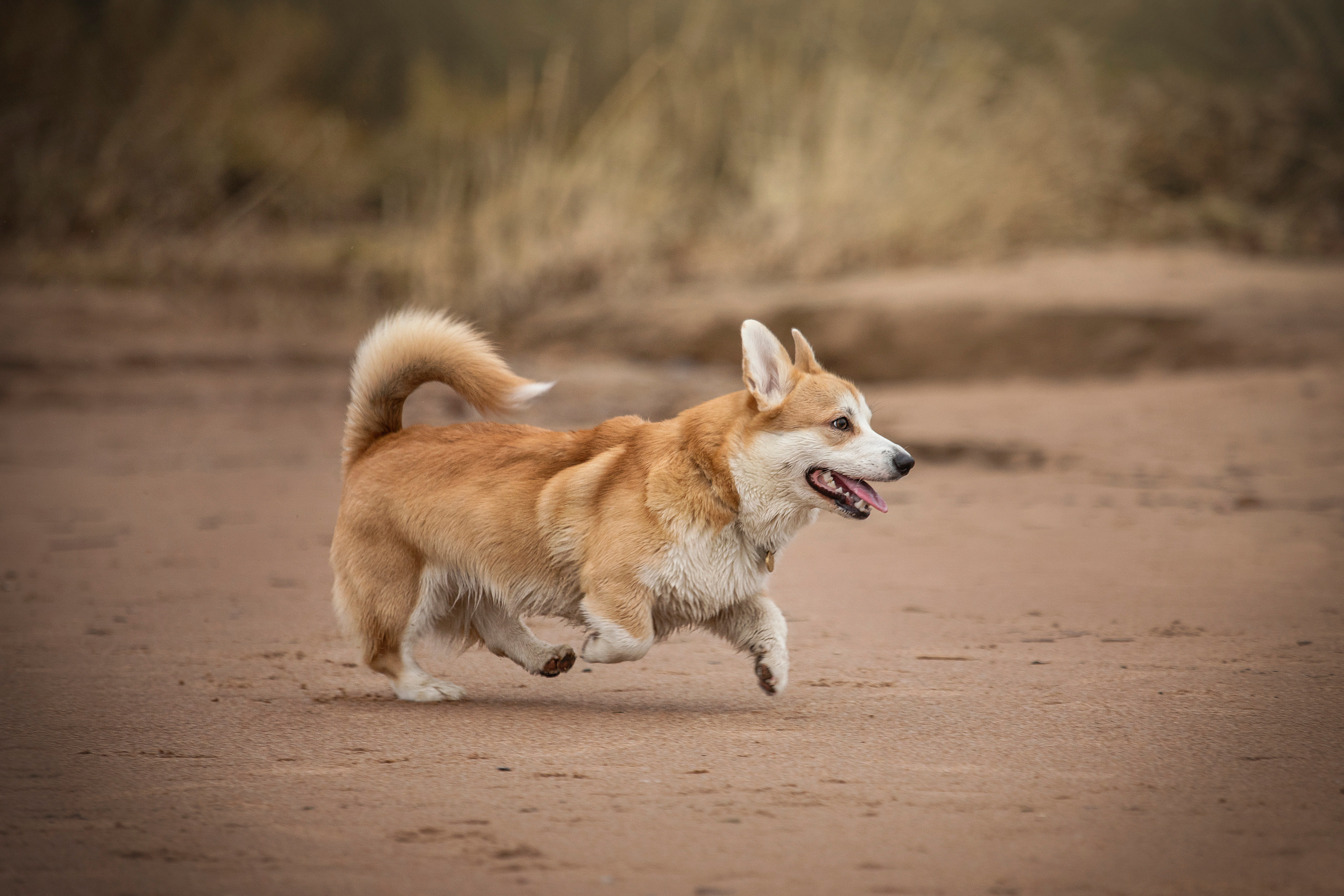 Барни и его семья. Фотограф — Анималист | Санкт-Петербург